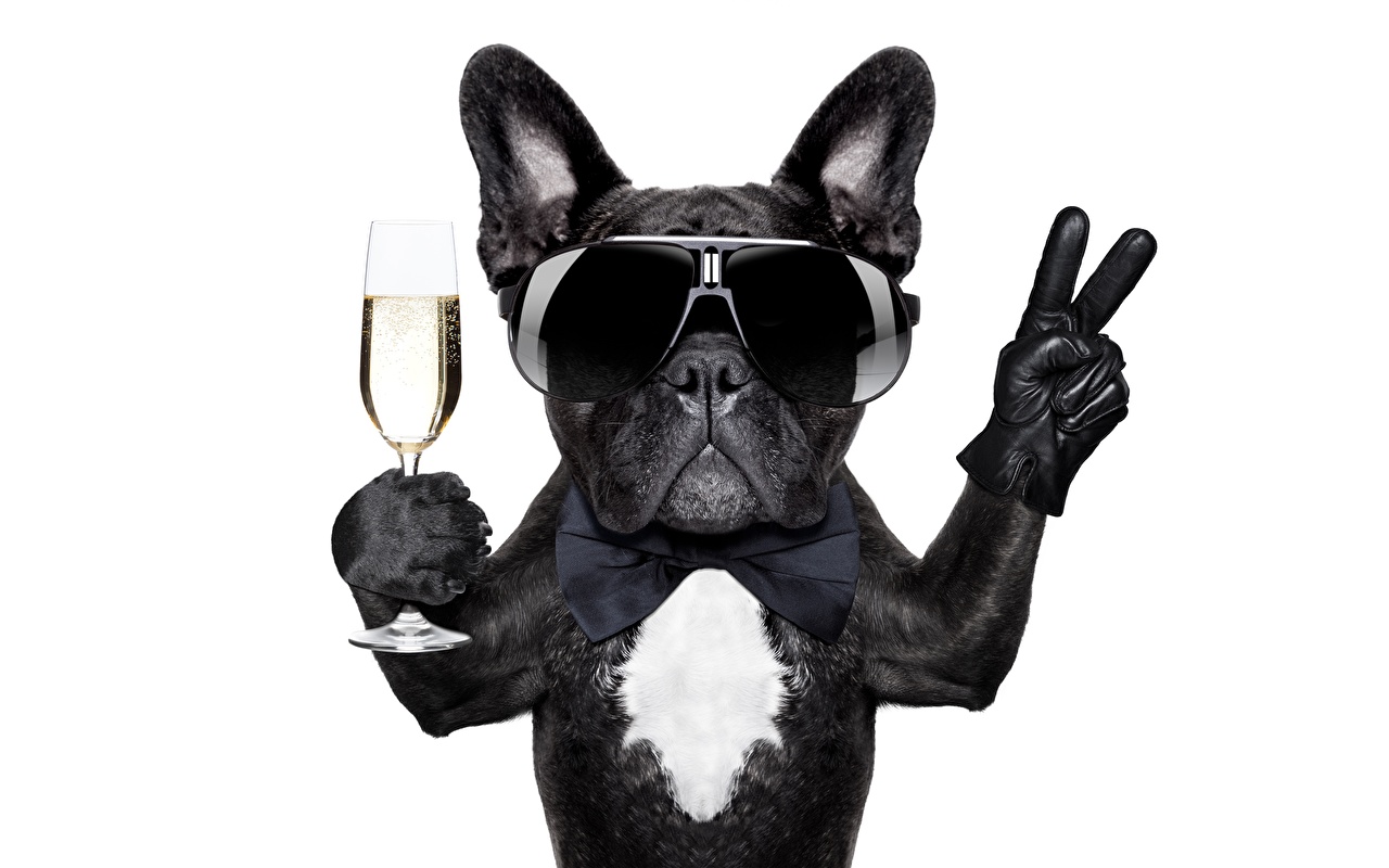 Wallpaper Bulldog Dogs Funny Stemware eyeglasses Animals White