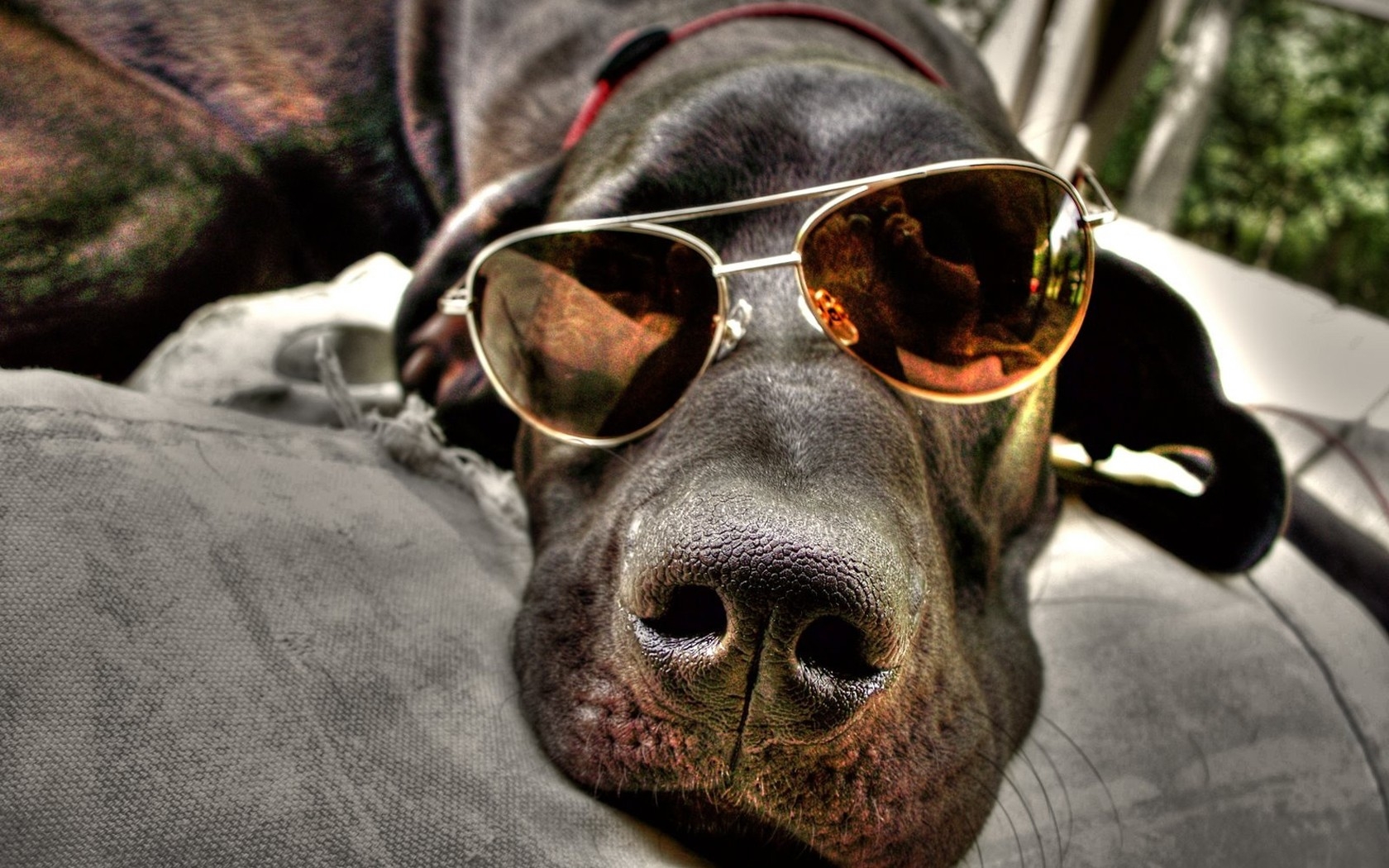 Download Wallpaper, Download 1680x1050 animals dogs sunglasses lying down aviator glasses 1680x1050 wallpaper Animals HD Wallpaper, Hi Res Animals Wallpaper, High Definition Wallpaper
