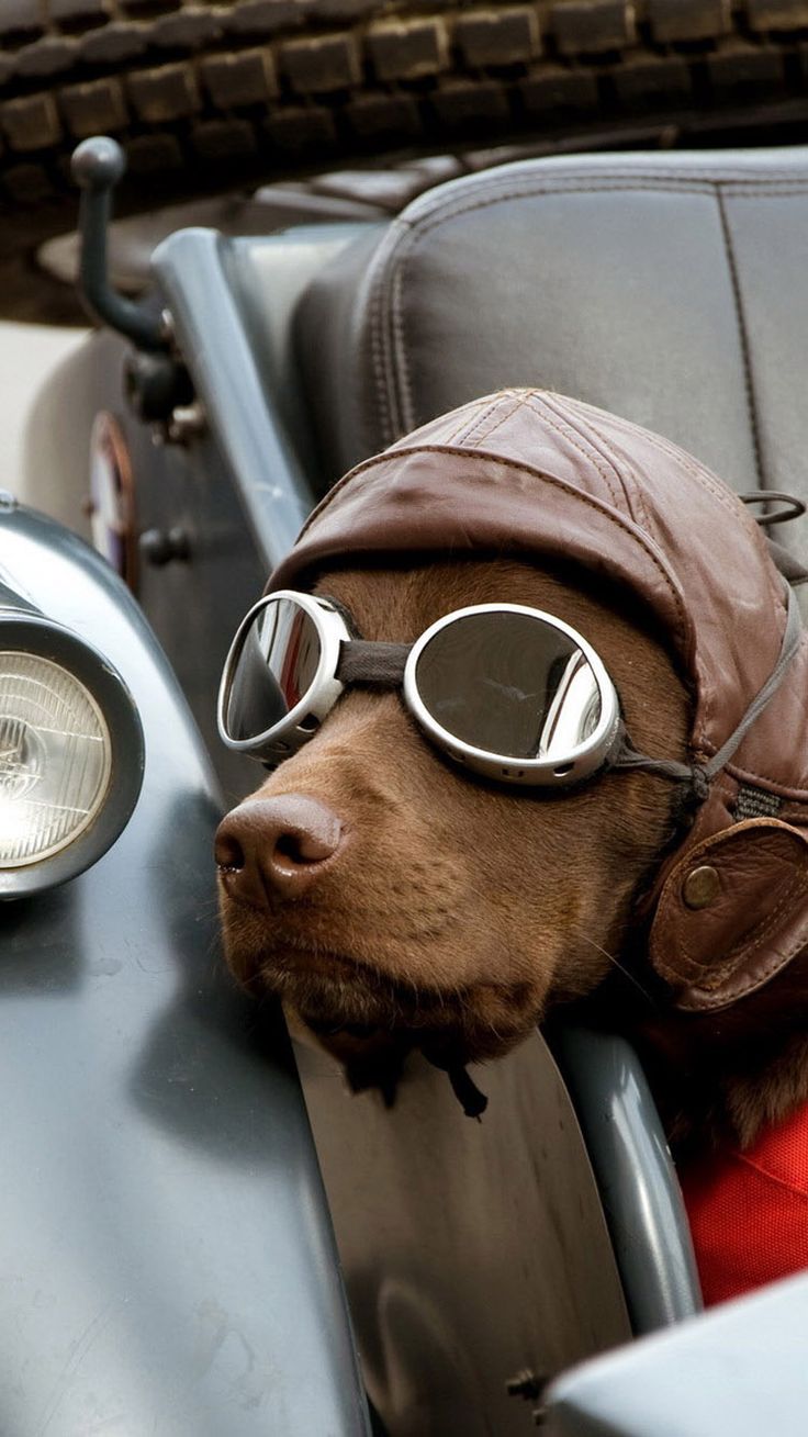 TAP AND GET THE FREE APP! Animals Funny Dog Aviator Pilot Awesome LOL Brown Cute Glasses HD iPhone 5 Wallpaper. Dogs, Biker dog, Animals