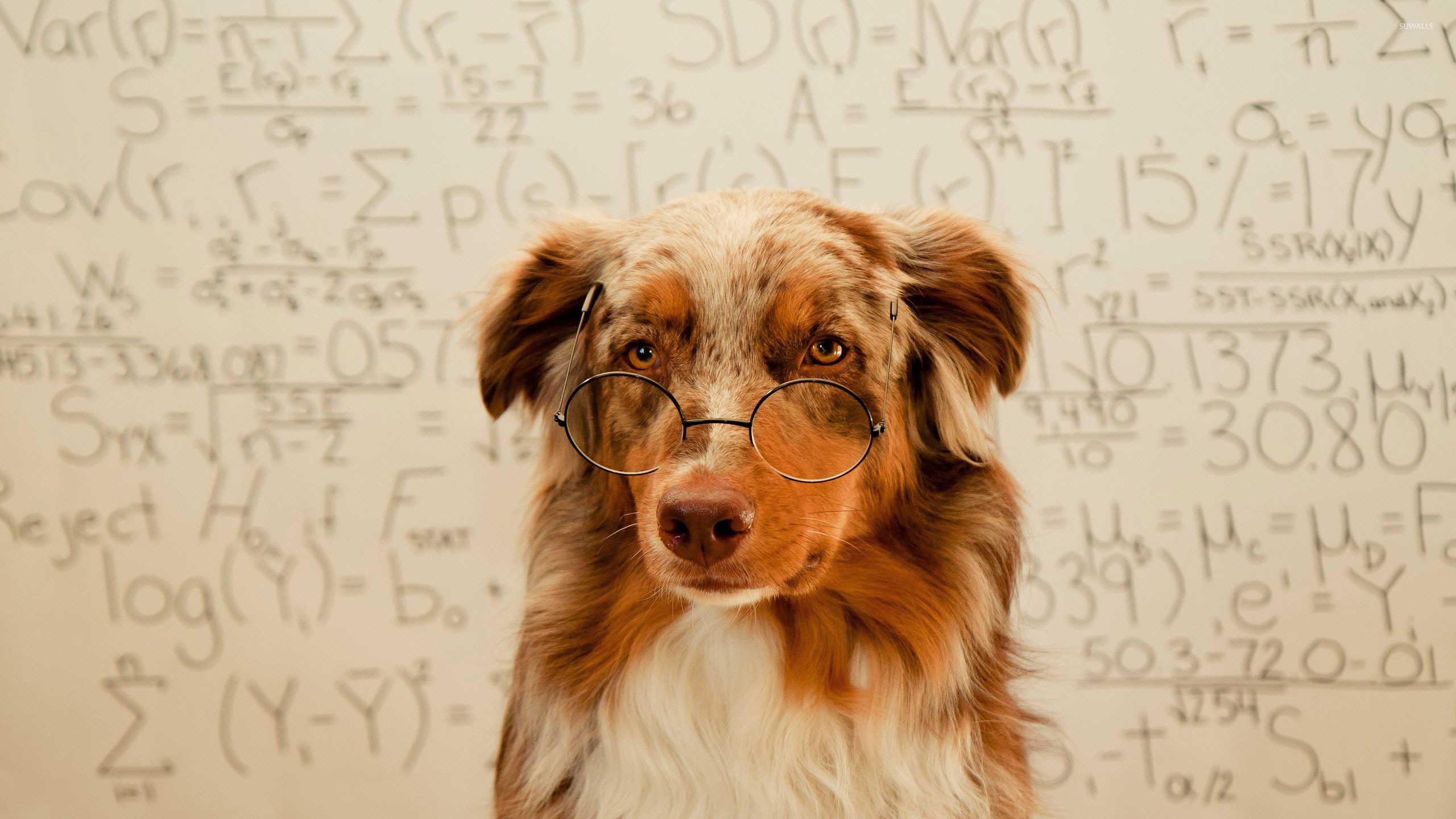 Animals With Glasses Wallpaper