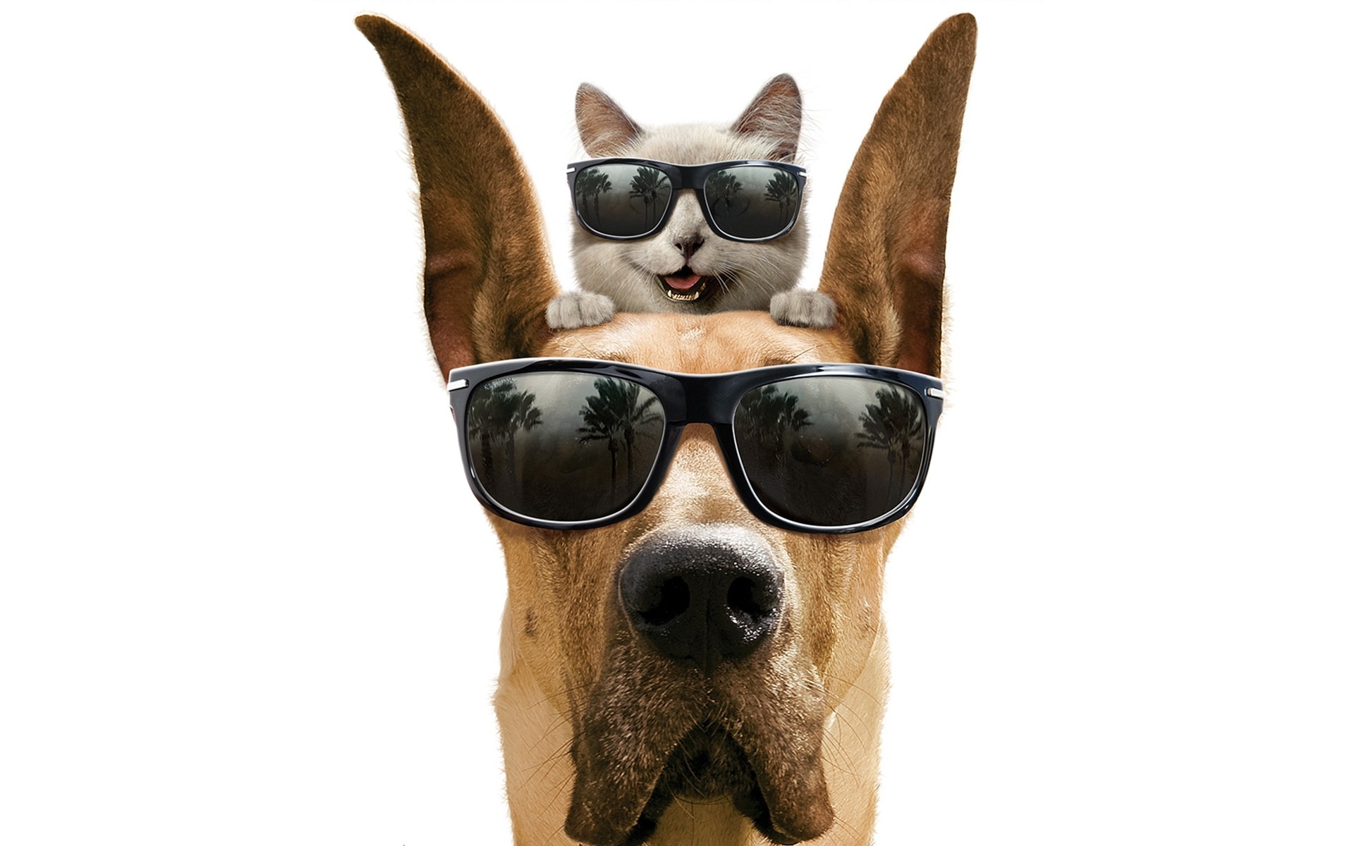 cats animals dogs funny sunglasses 1920x1200 wallpaper High Quality Wallpaper, High Definition Wallpaper