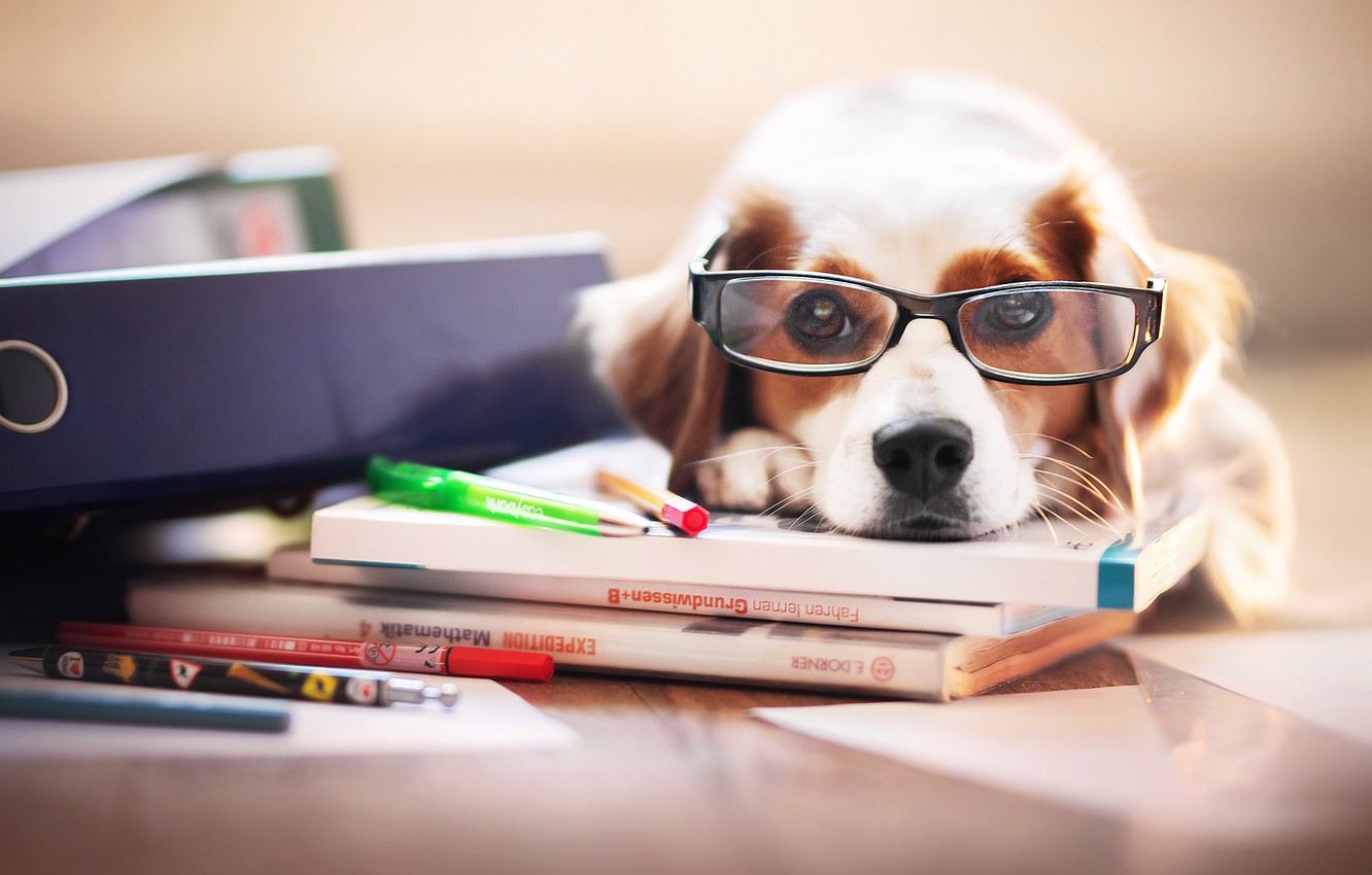 Wallpaper each, dog, glasses image for desktop, section собаки
