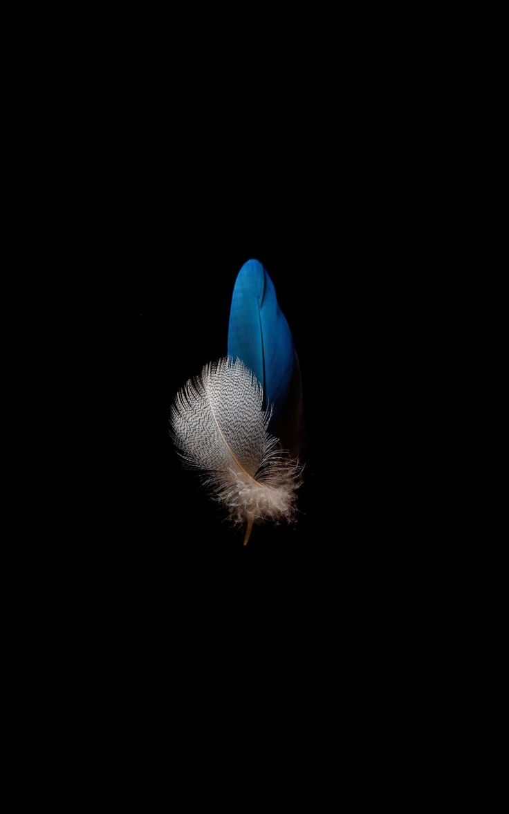 Neon Bird Wallpapers - Wallpaper Cave