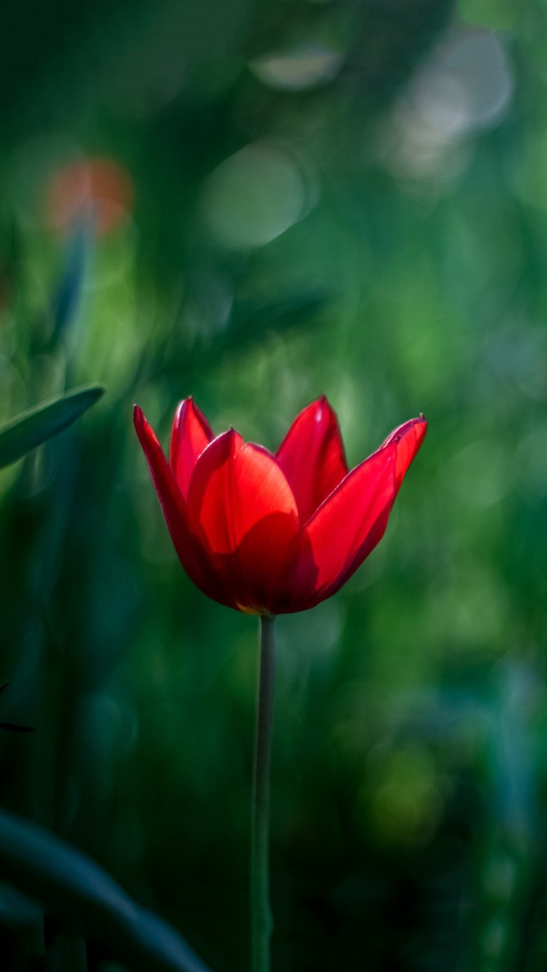 HD Samsung Galaxy Wallpaper