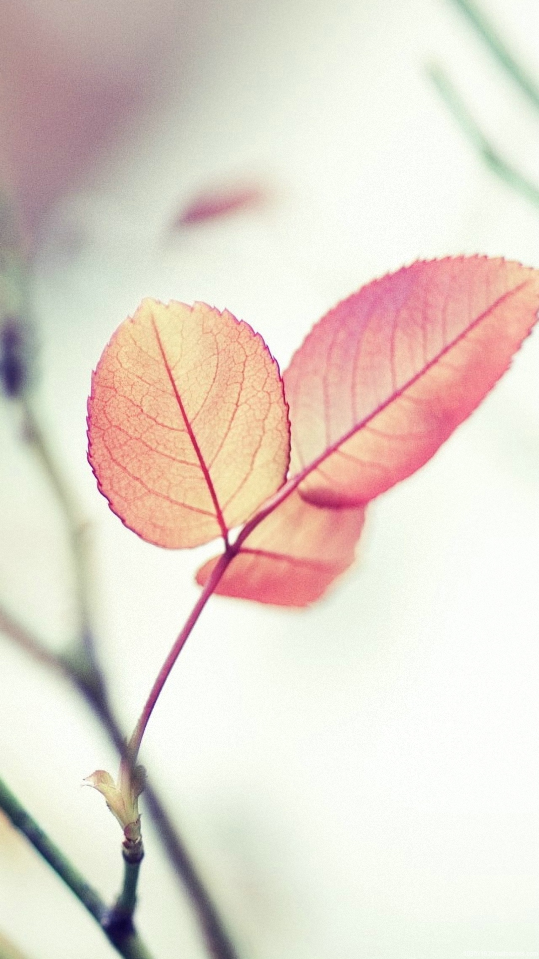 Cool Pink iPhone Wallpaper HD