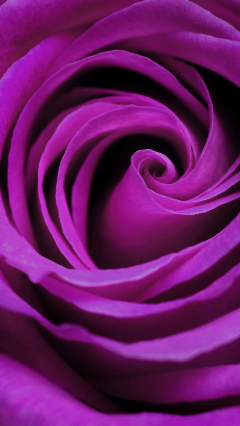 Beautiful Violet Rose Android HD Background Wallpaper