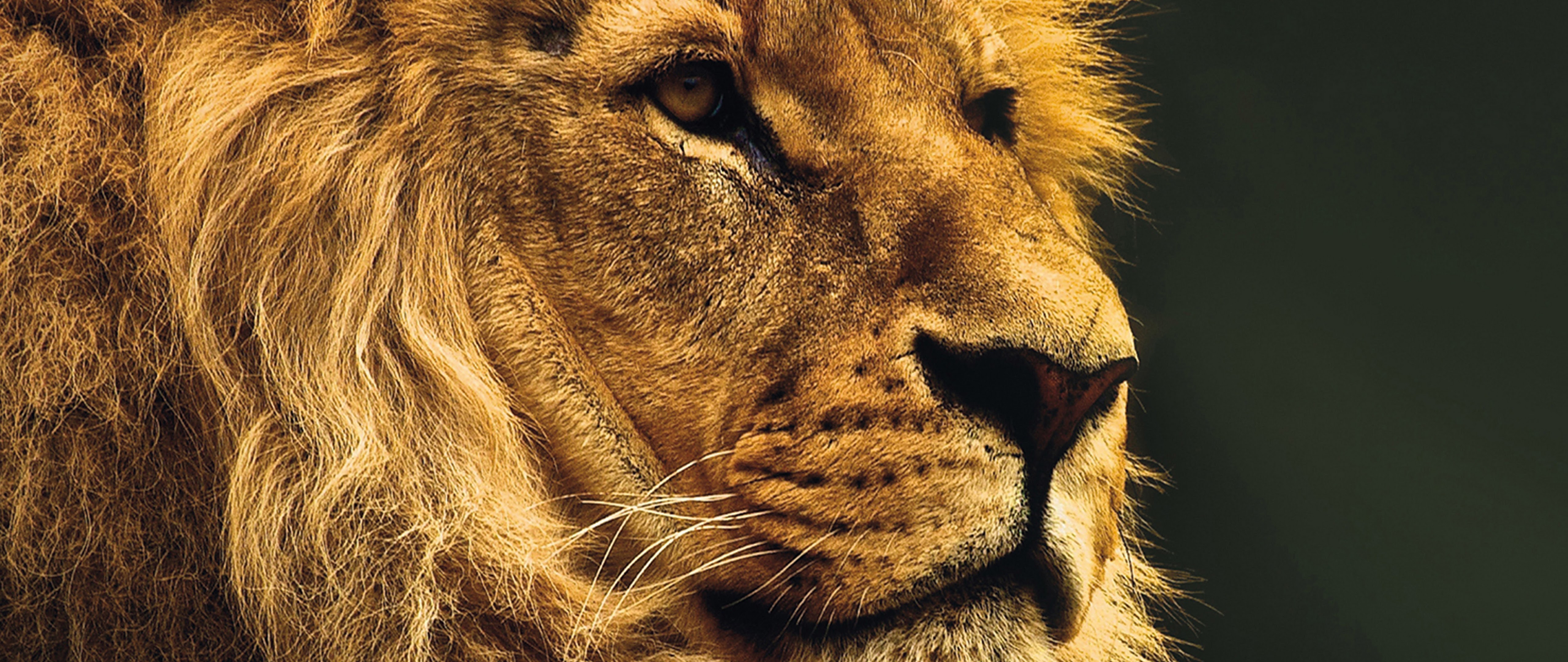 Lion 4K Wallpaper