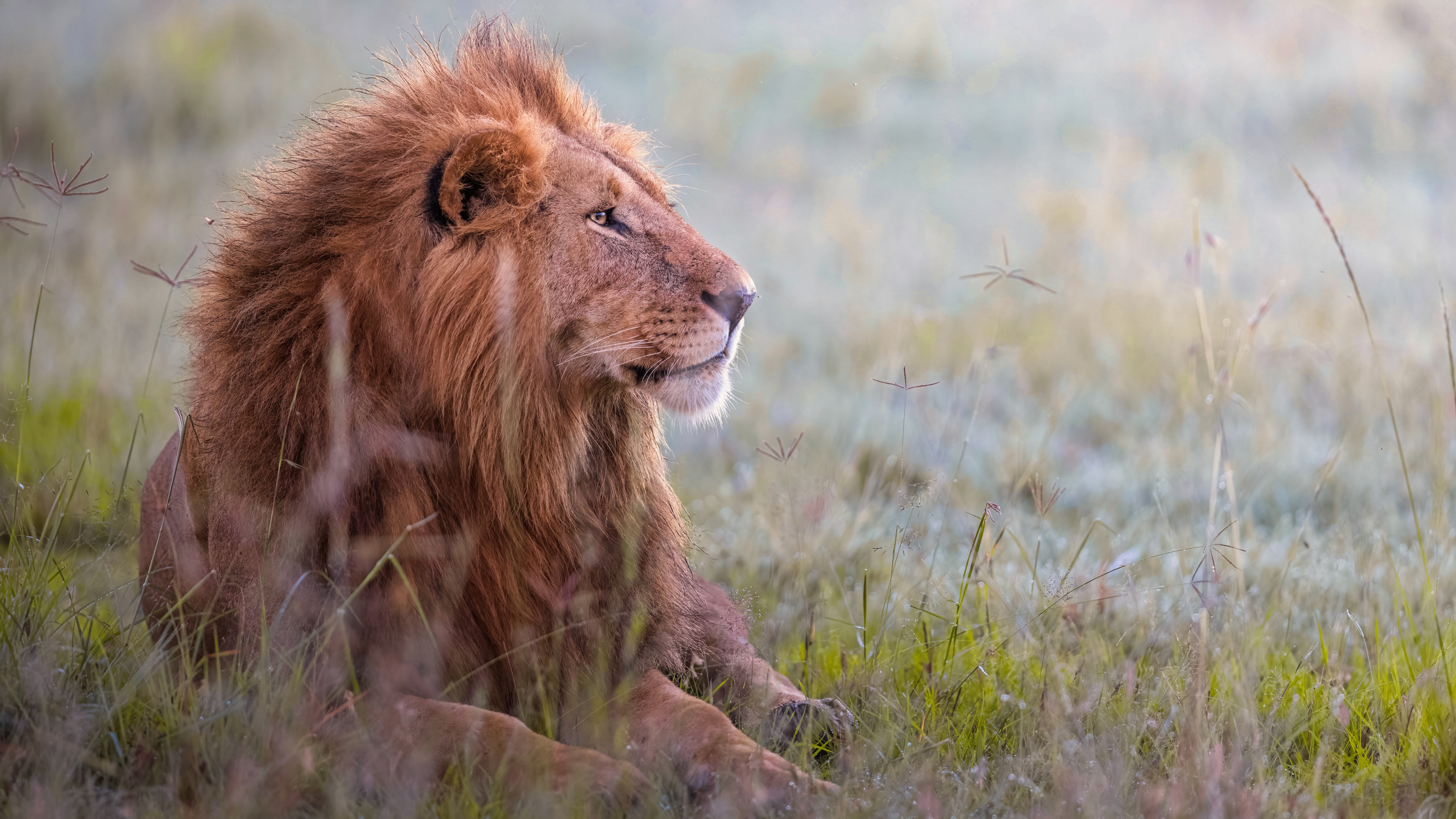 Lion Wallpaper 4K, Predator, Grass field, 5K, 8K, Animals