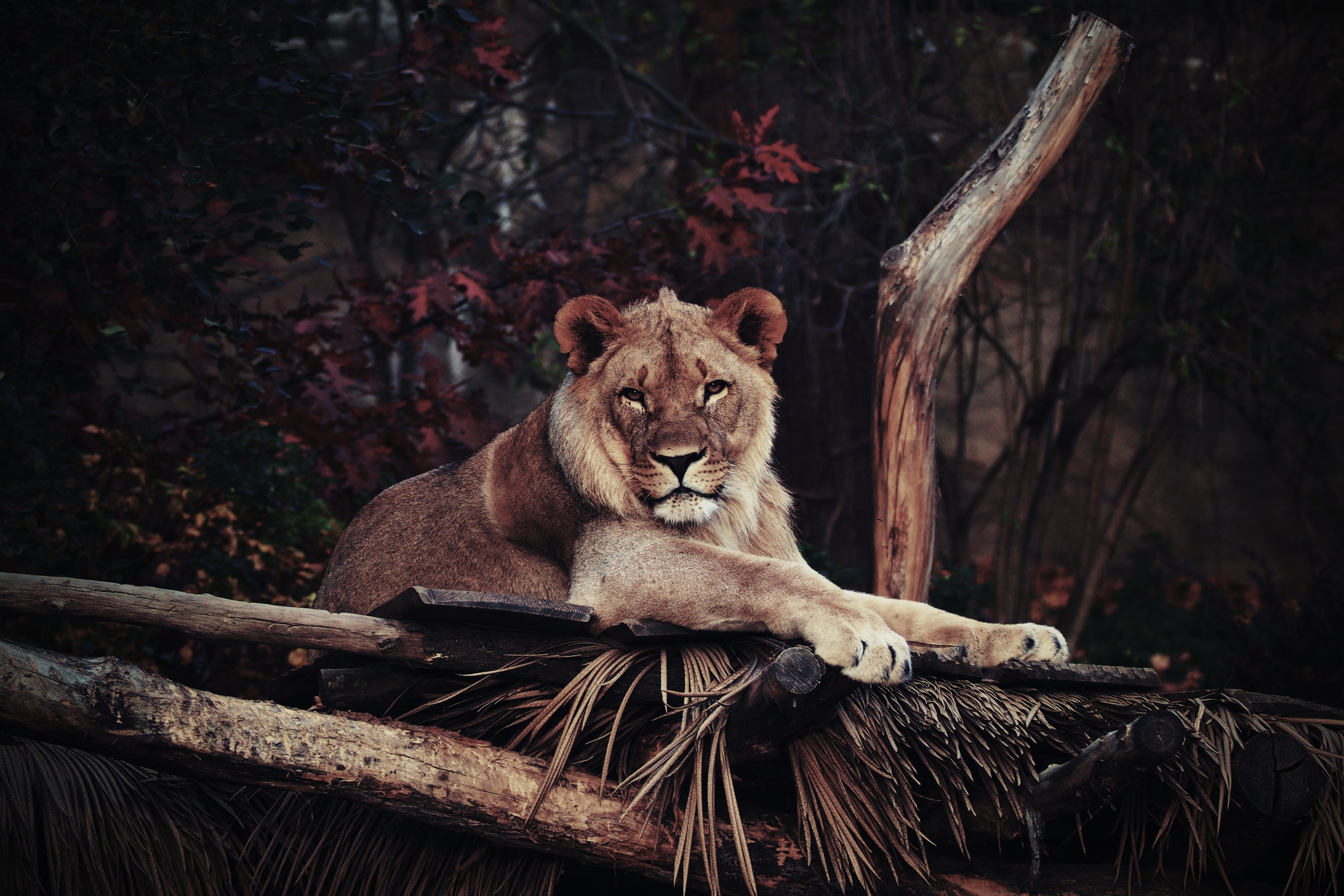 Best Lion Photo · 100% Free Downloads