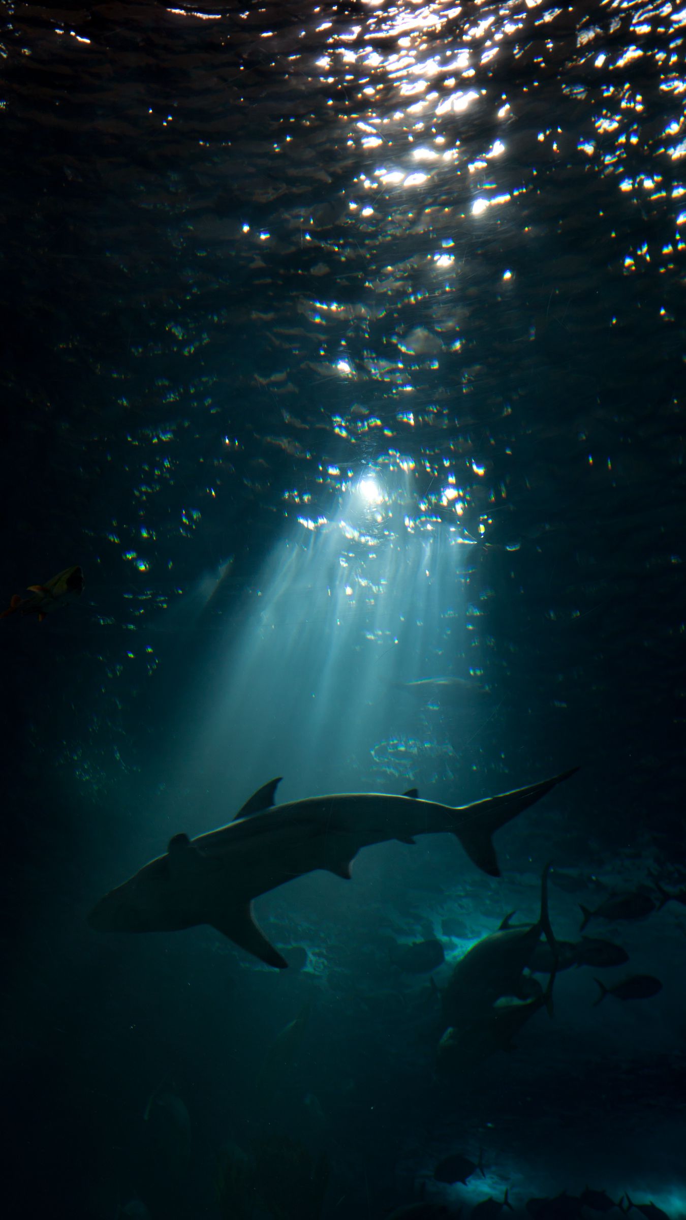 Download wallpaper 1350x2400 shark, underwater world, dark iphone 8+/7+/6s+/for parallax HD background