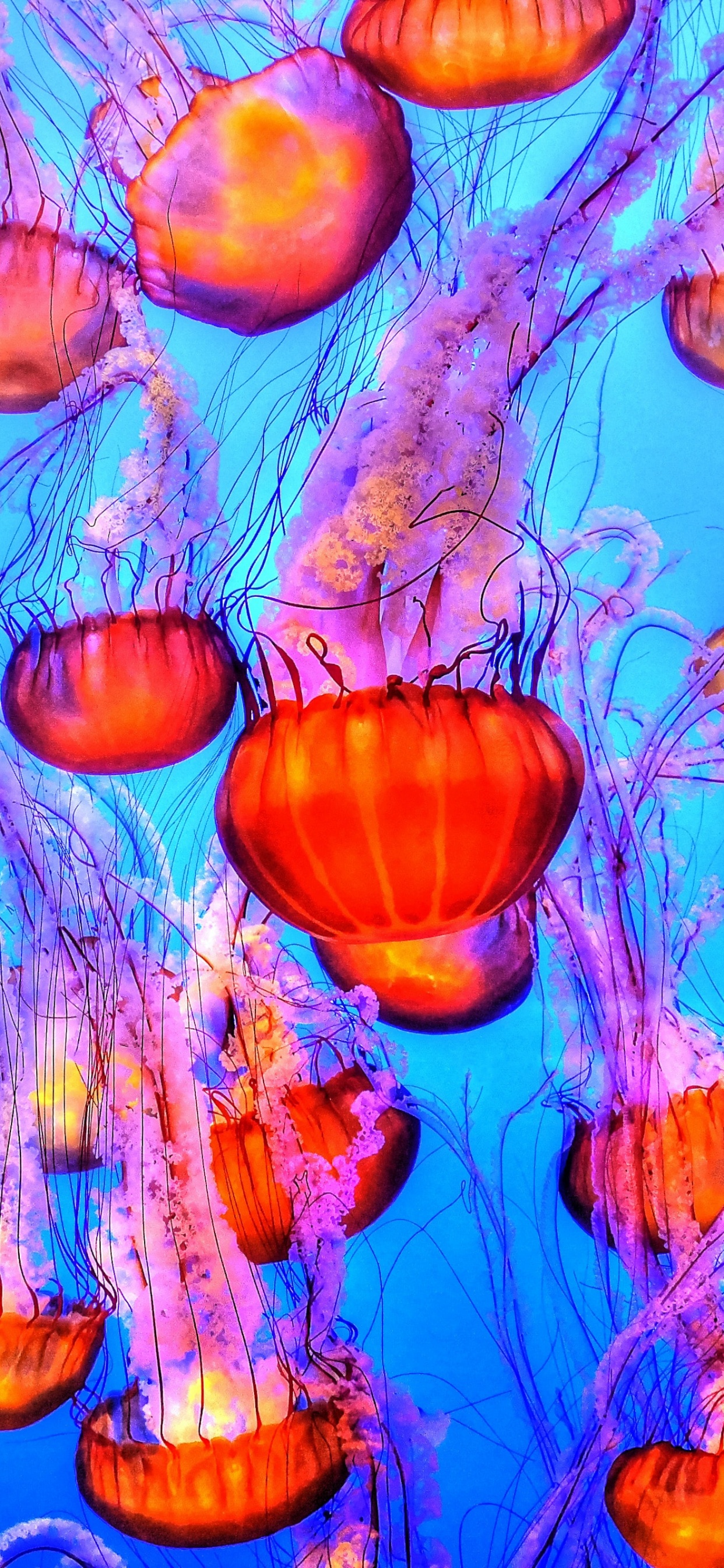 Orange Jelly Fishes Wallpaper 4K, Blue background, Underwater, Marine life, Animals