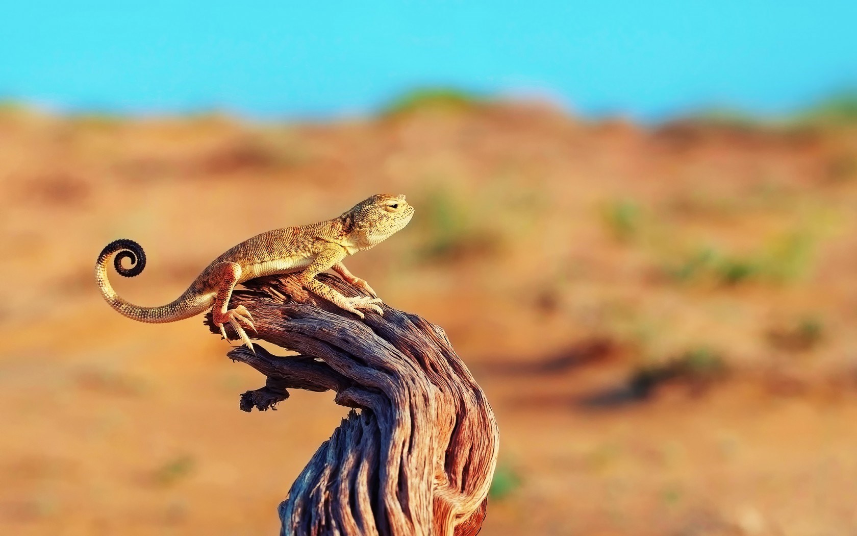 cool desert animals