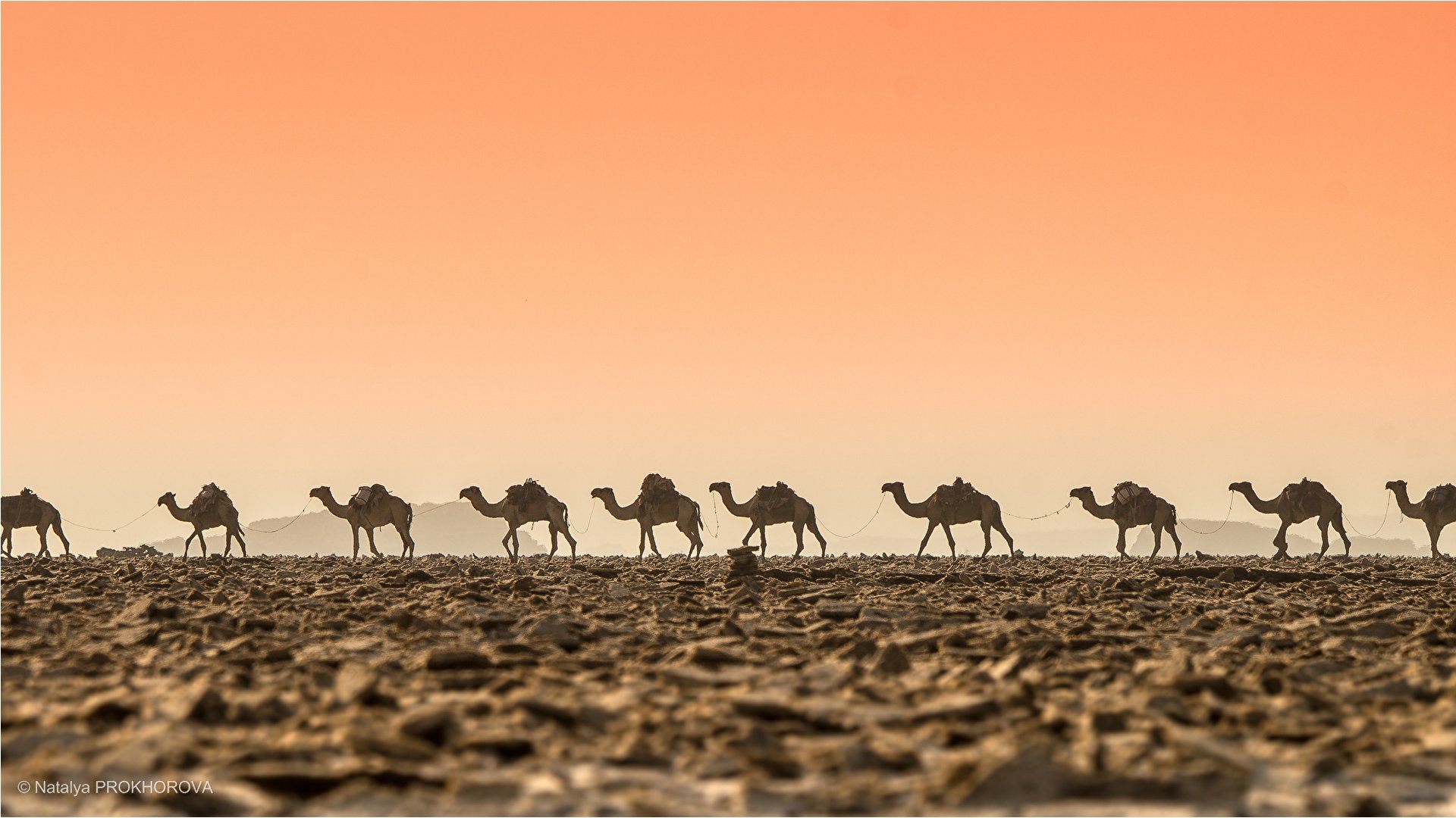 Photo Camels Caravan Desert animal 1920x1080