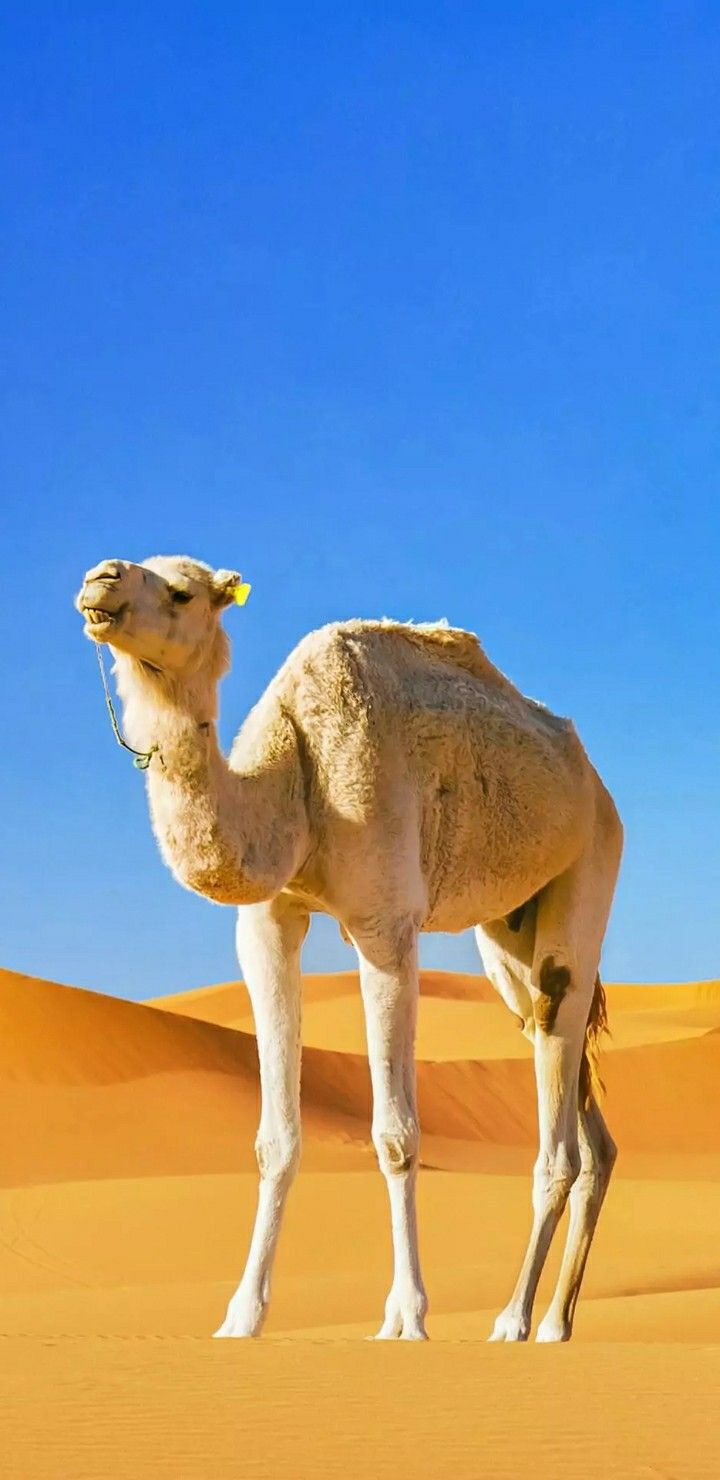 Wallpaper. Desert king, Animals beautiful, Animals