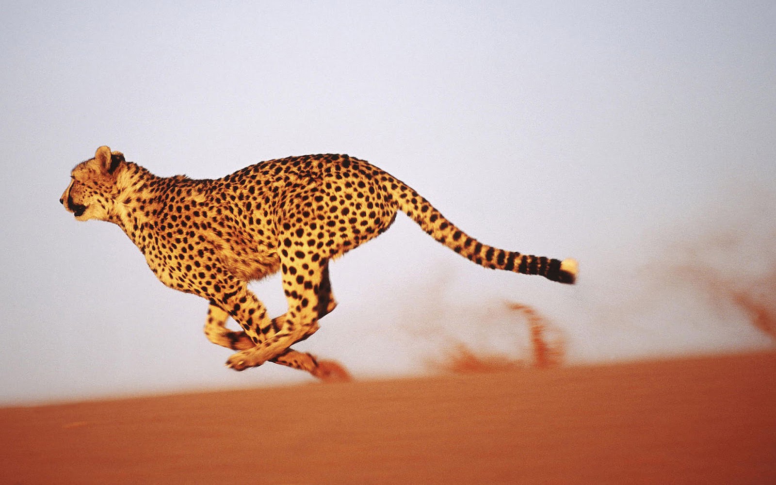 Free download animal wallpaper with fast running cheetah in the desert HD cheetah [1600x1000] for your Desktop, Mobile & Tablet. Explore Cheetah Running Wallpaper. Paint and Wallpaper Ideas