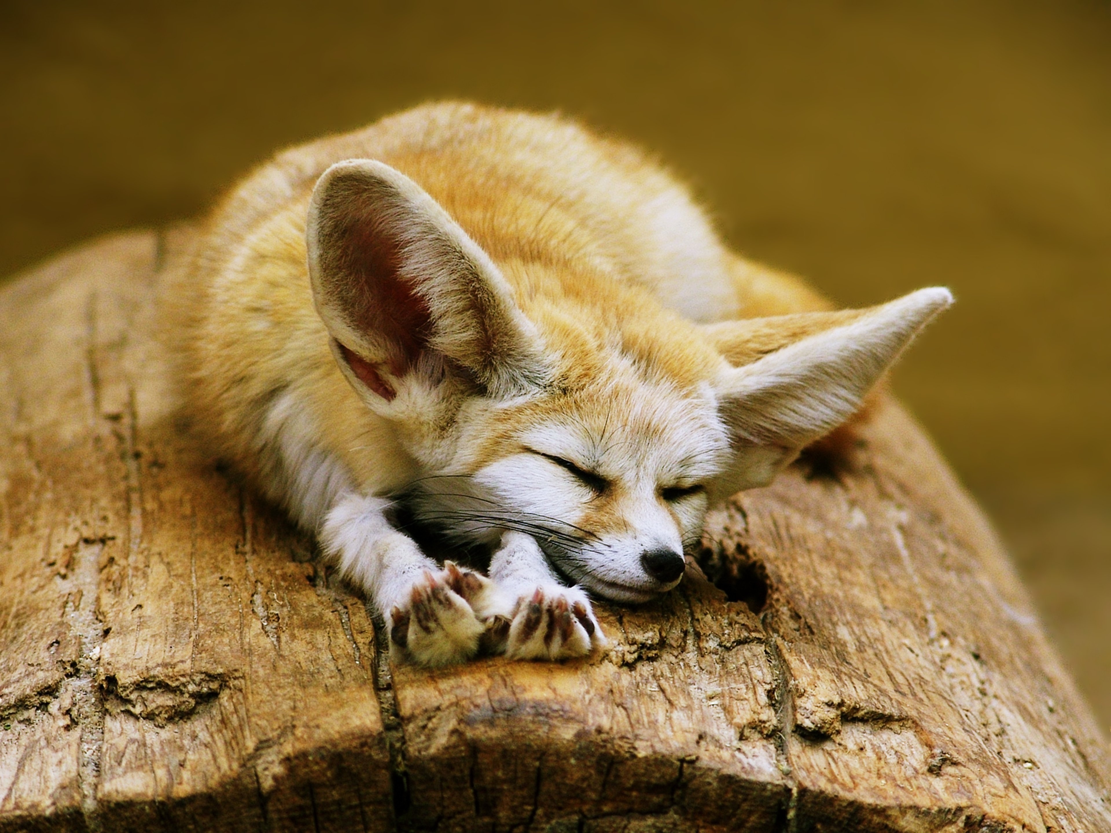 Fennec Fox cute ears sleeping sahara desert algeria africa animals wallpaperx2880