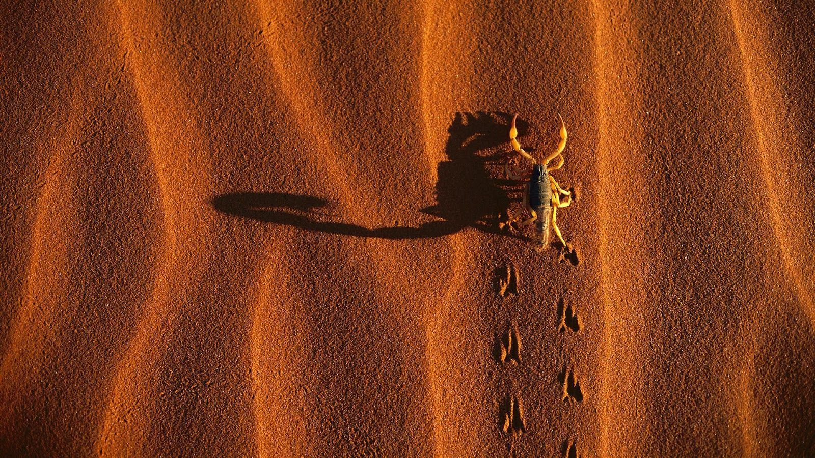 Wallpaper of a scorpion in the desert. HD Animals Background