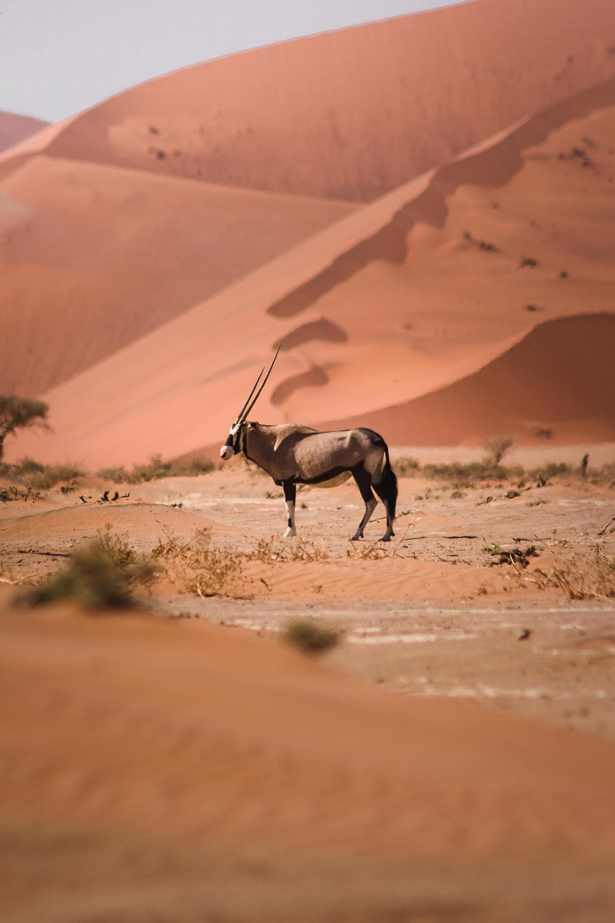 Oryx in Sossusvlei Namibia. [OC][1250x1875]. Majestic animals, Desert animals, African wildlife