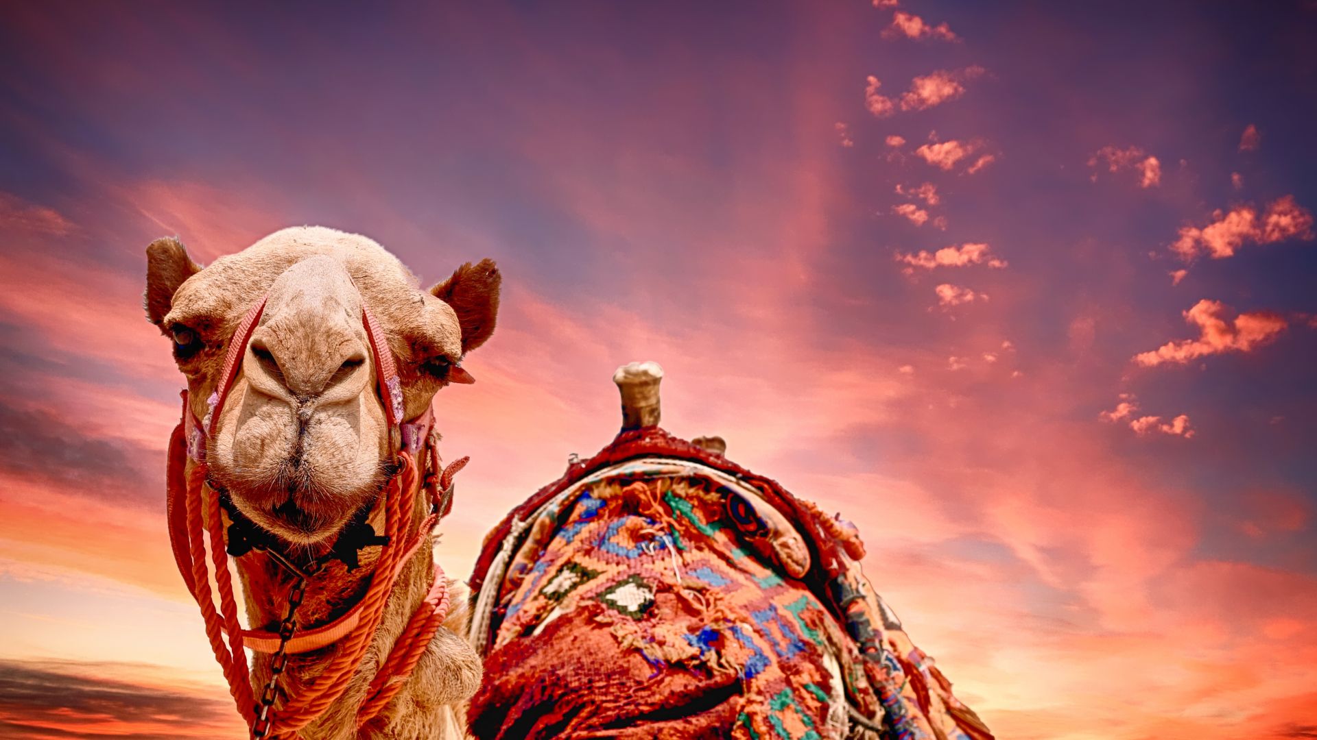 Desktop Wallpaper Camel, Sunset, Desert, Animal, HD Image, Picture, Background, 3a3f00