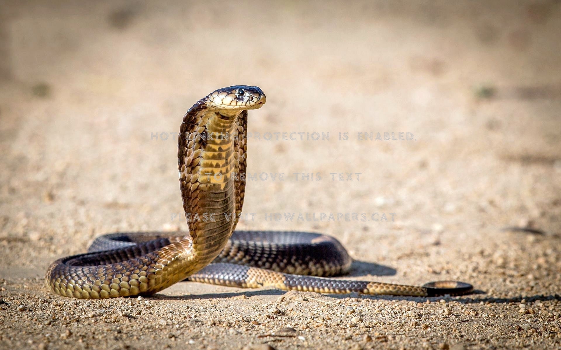 cobra desert animals snake nature reptiles