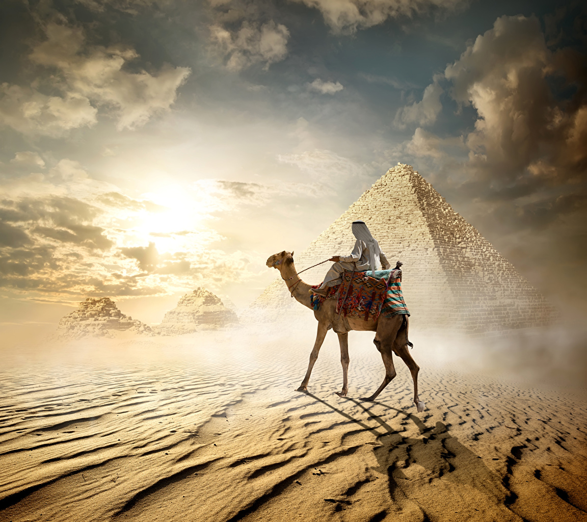 Desktop Wallpaper Camels Egypt Cairo Desert Pyramid Animals