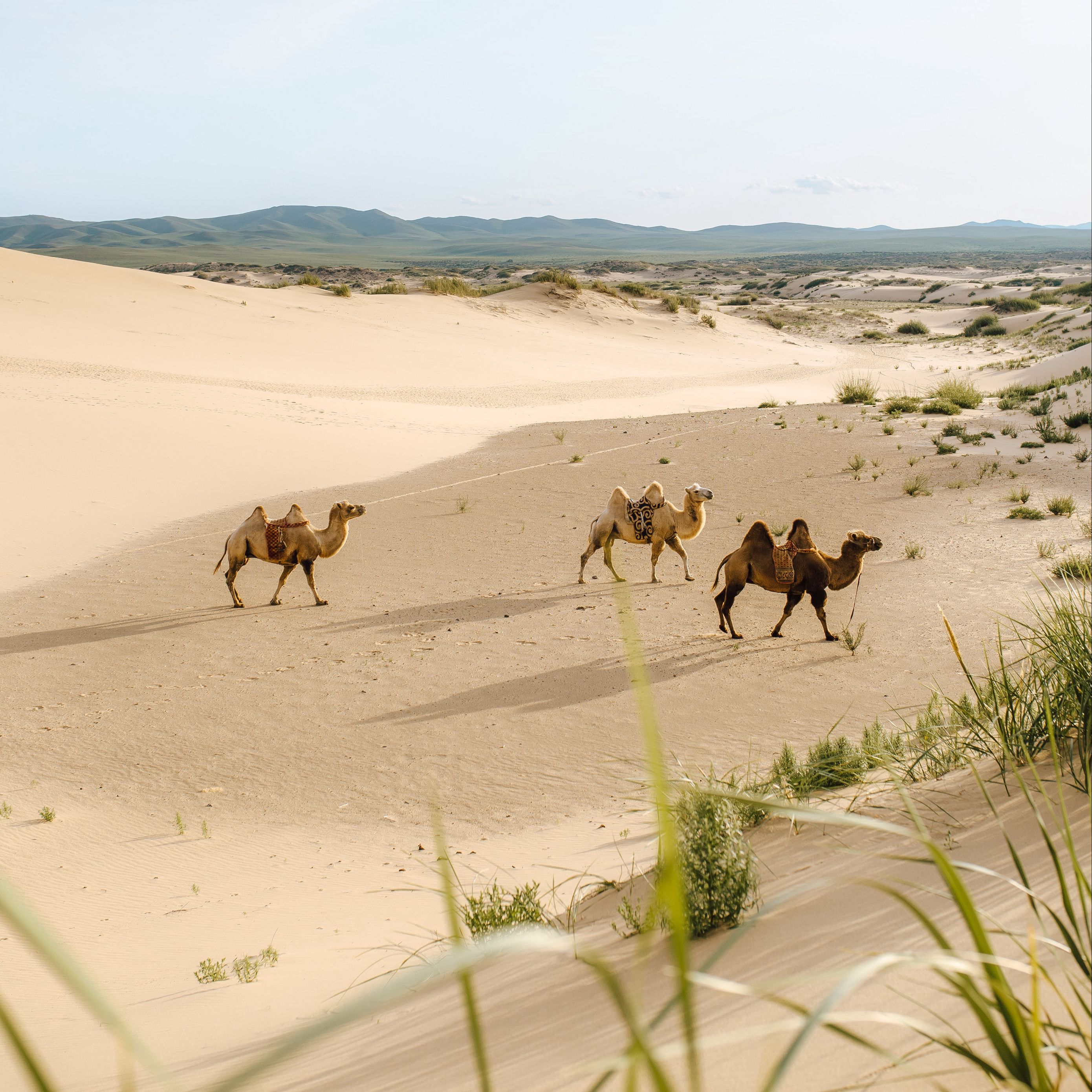 Download wallpaper 2780x2780 camels, desert, animals, sand, oasis ipad air, ipad air ipad ipad ipad mini ipad mini ipad mini ipad pro 9.7 for parallax HD background