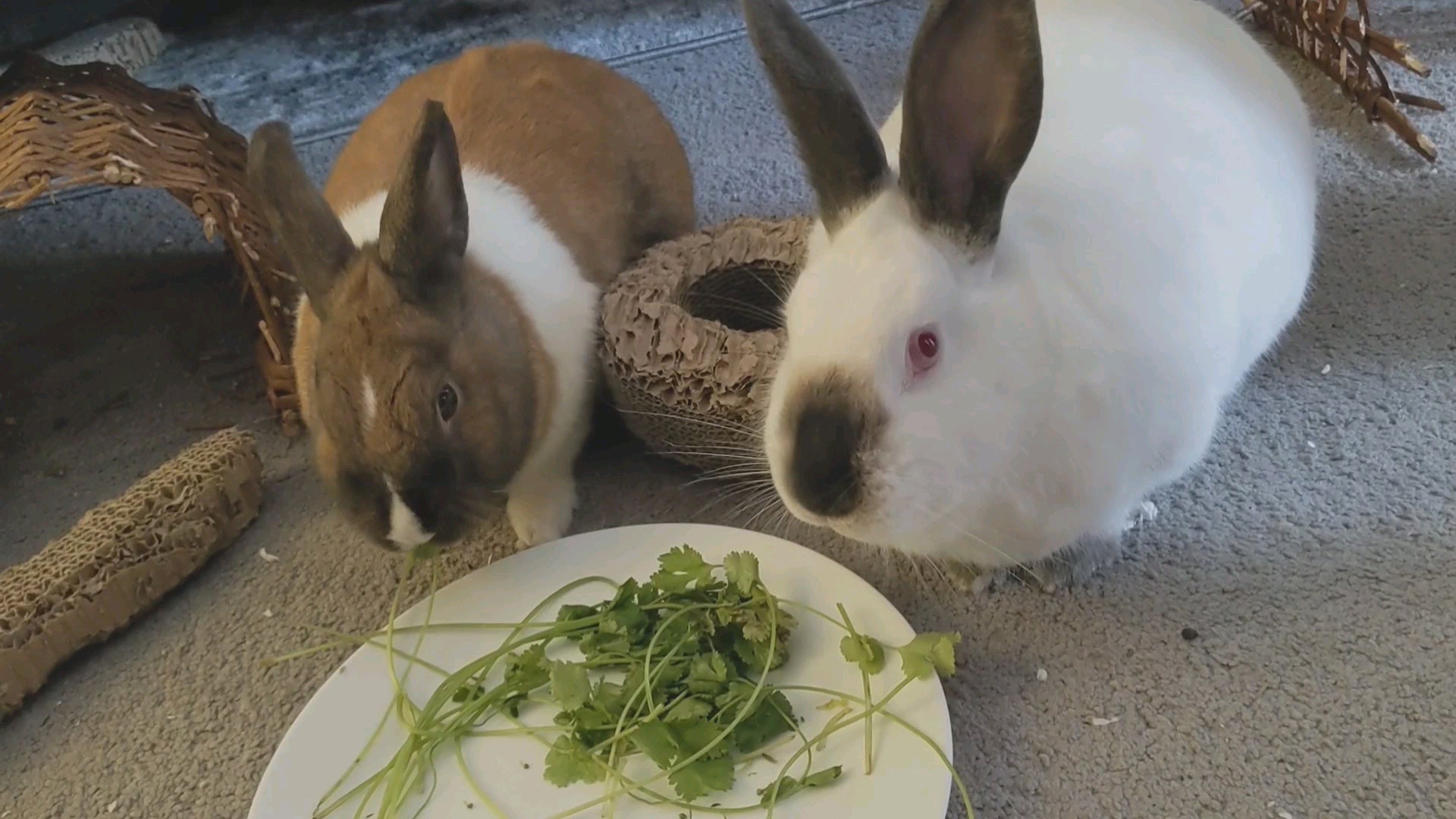 Bunzo And Sol Would Like To Remind You That It's Cilantr O'clock (sound Off If You Experience Misophonia)