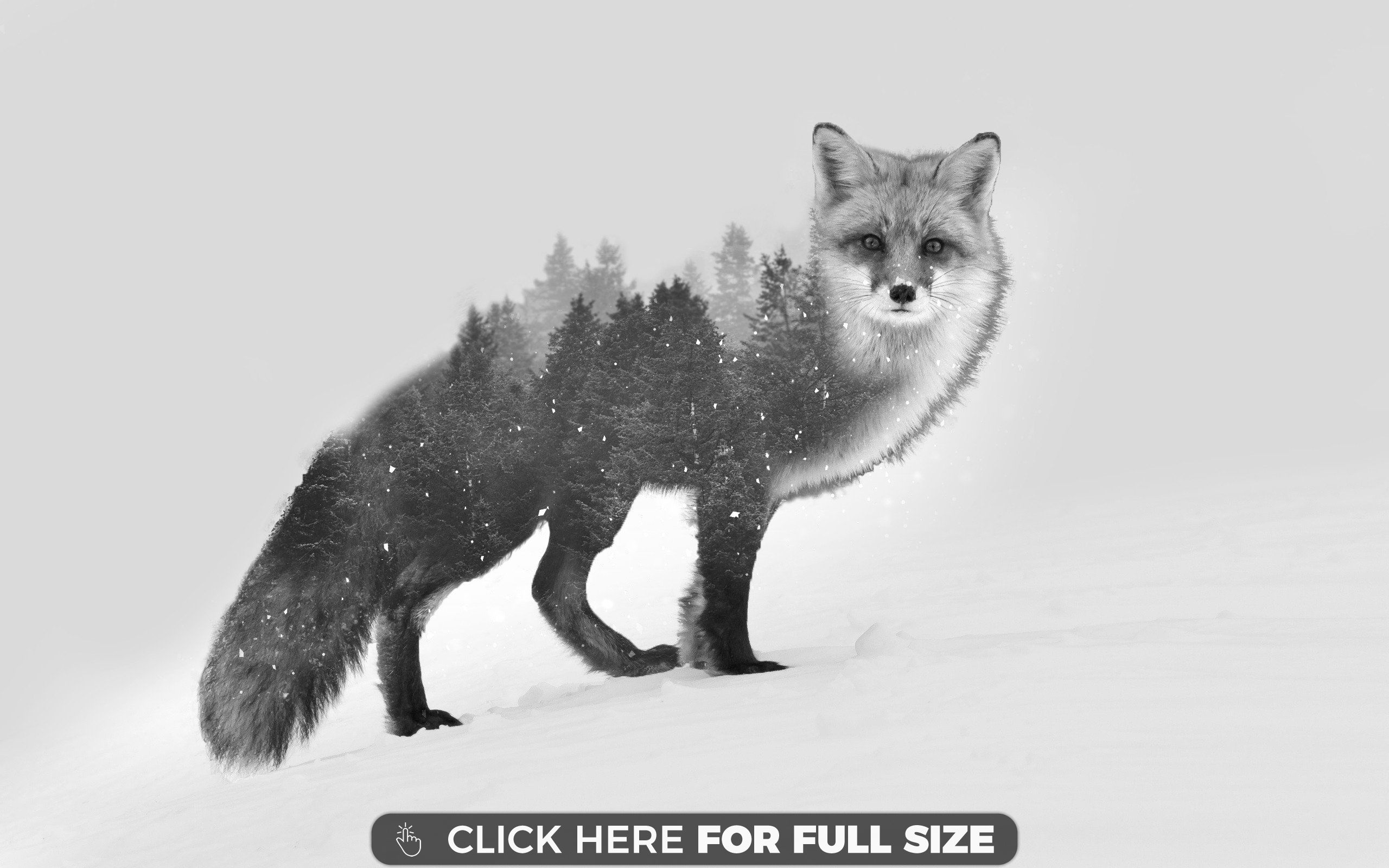 Fox HD wallpaper. Animals, Fox illustration, Wolf wallpaper