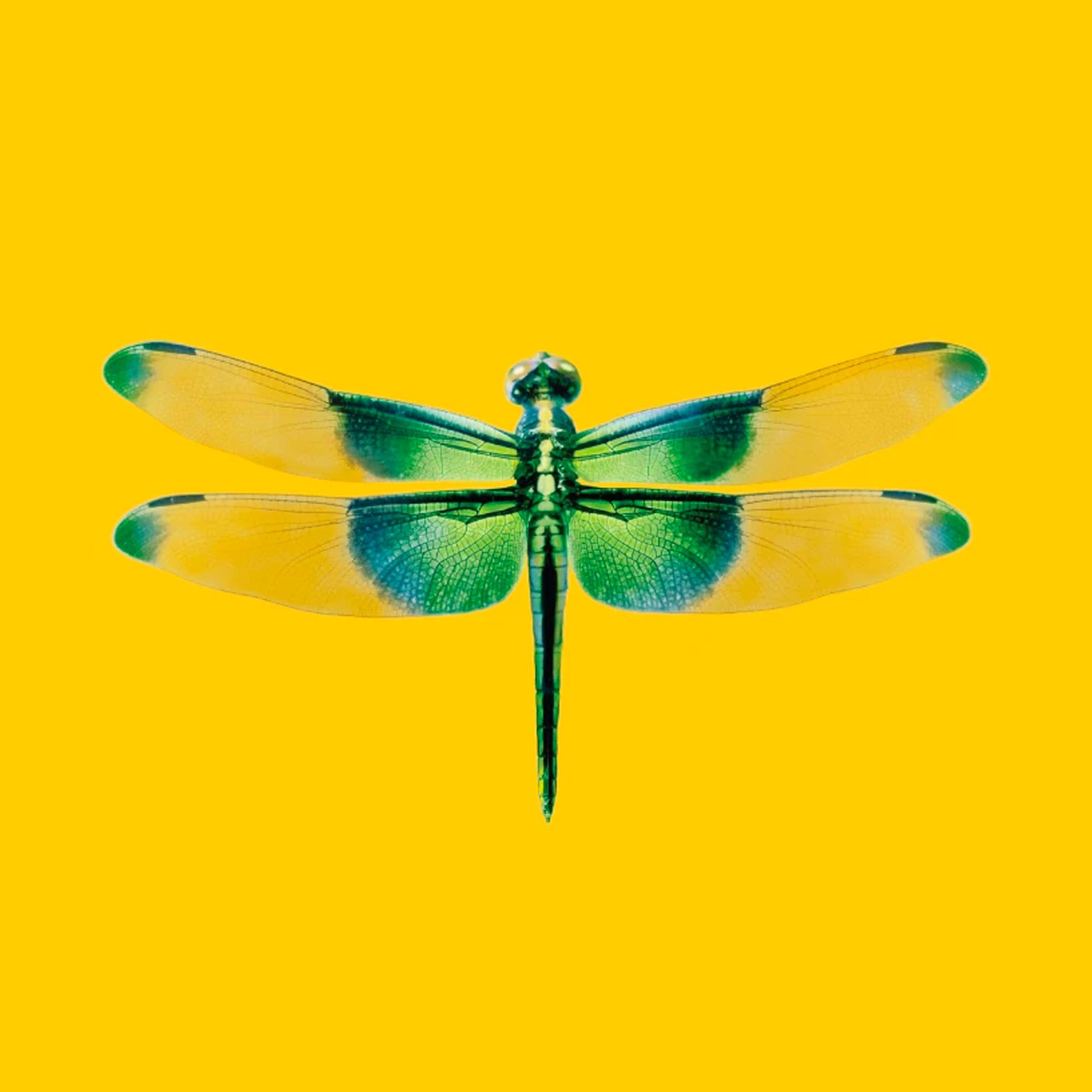 DWM. MALOOS Modern Dragonfly Yellow and Green Custom Print Wallpaper