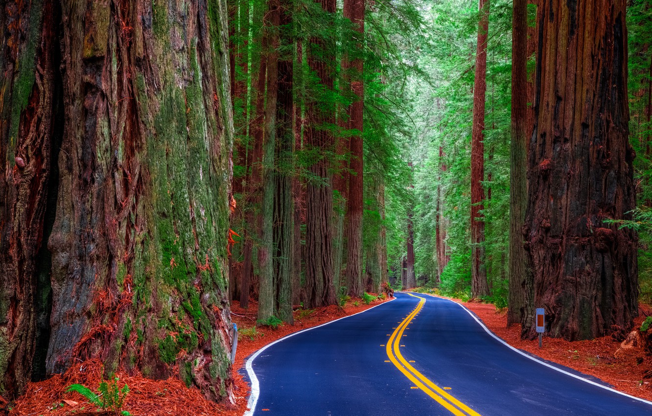 Wallpaper road, forest, trees, United States, California, Redwood State Park image for desktop, section природа