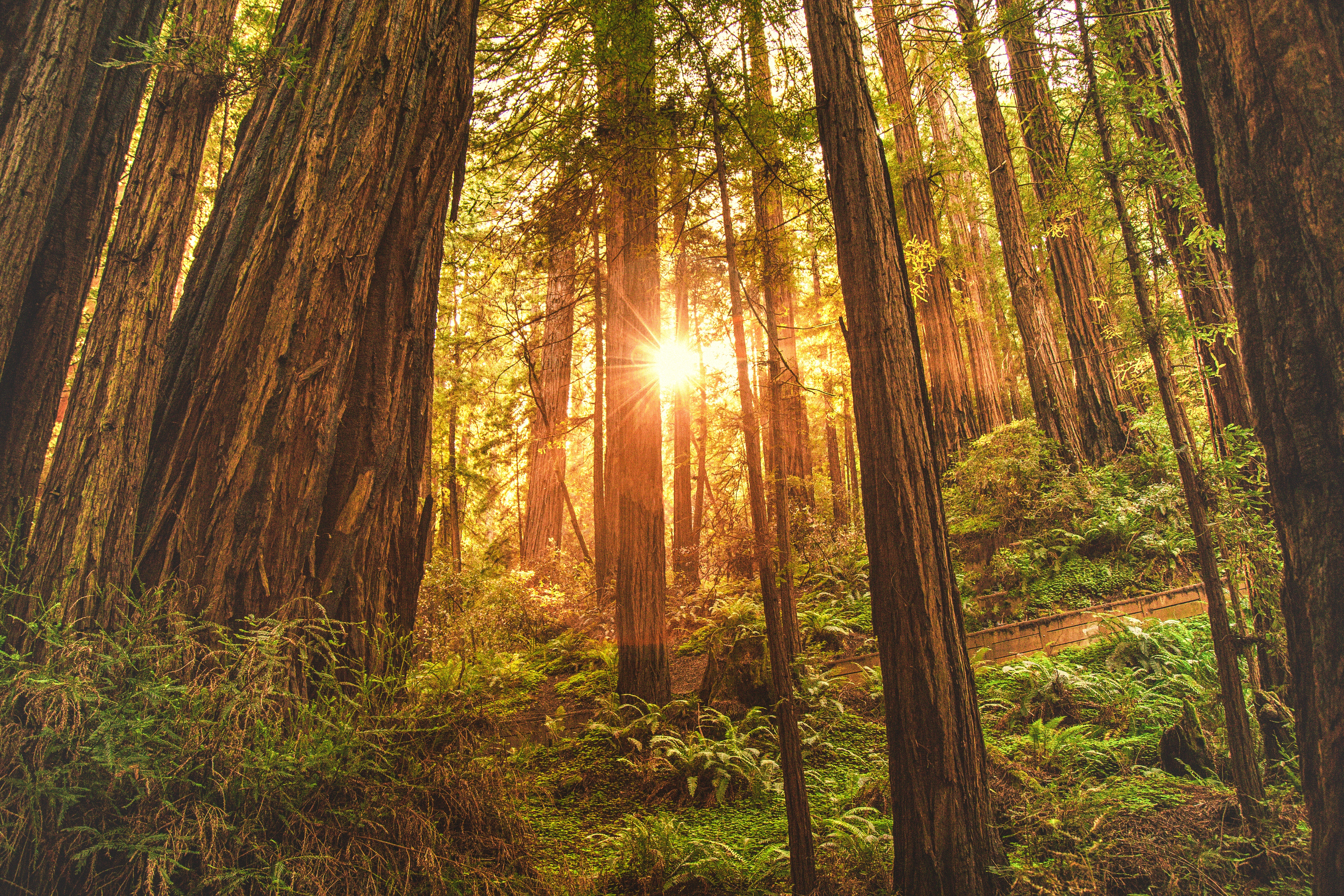 Redwood HD Wallpaper and Background