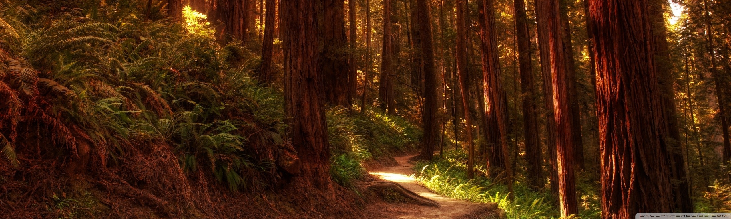 Redwood Trees Ultra HD Desktop Background Wallpaper for 4K UHD TV, Multi Display, Dual Monitor, Tablet