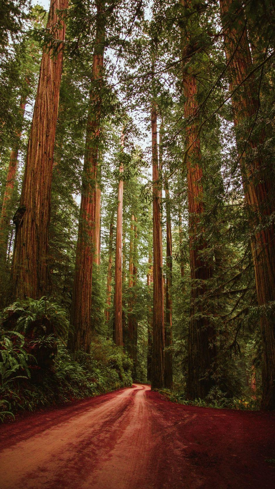 Redwood Forest Wallpaper