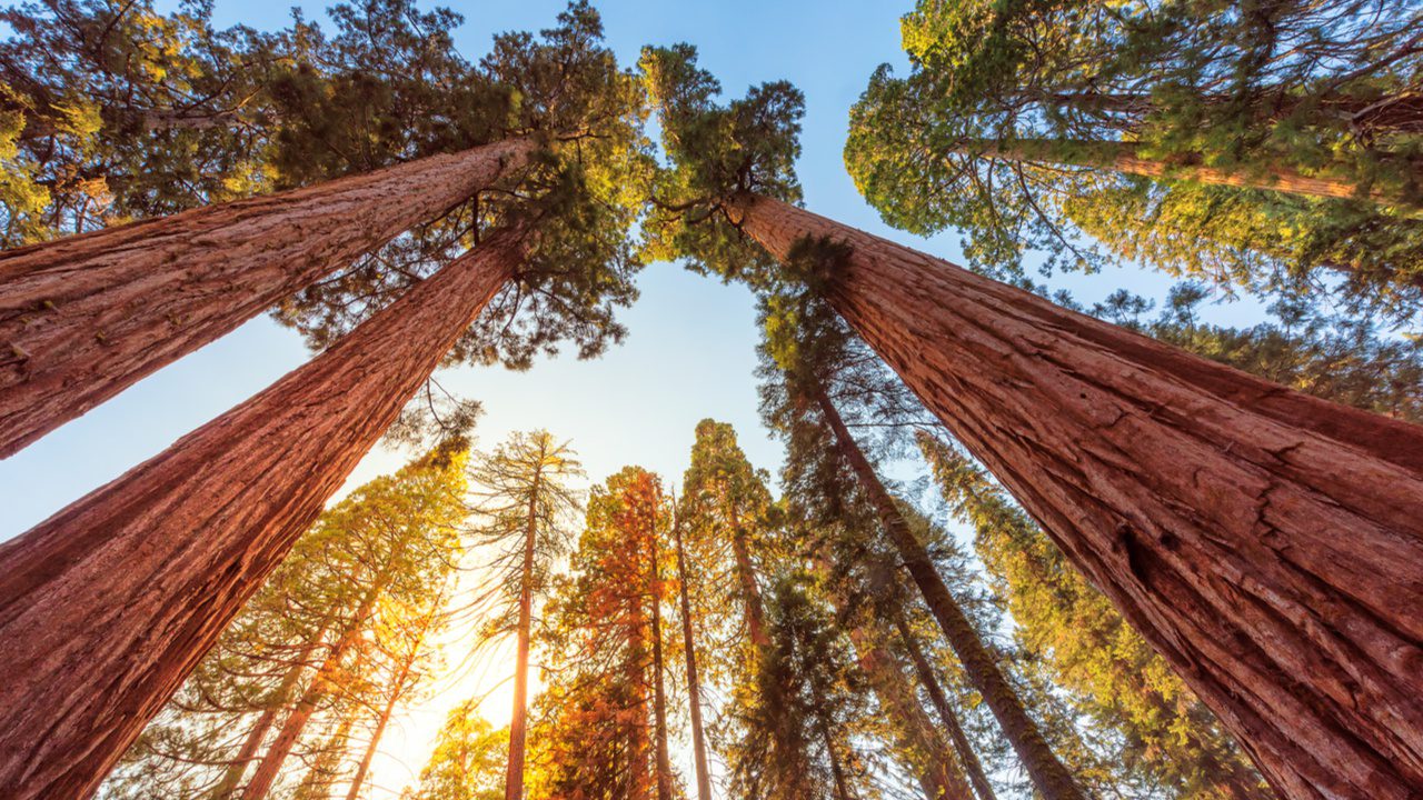 Redwood Trees Wallpapers Wallpaper Cave