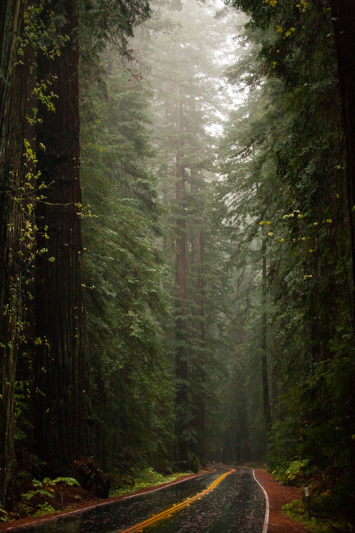 California redwood trees: 5 ways to see the massive trees