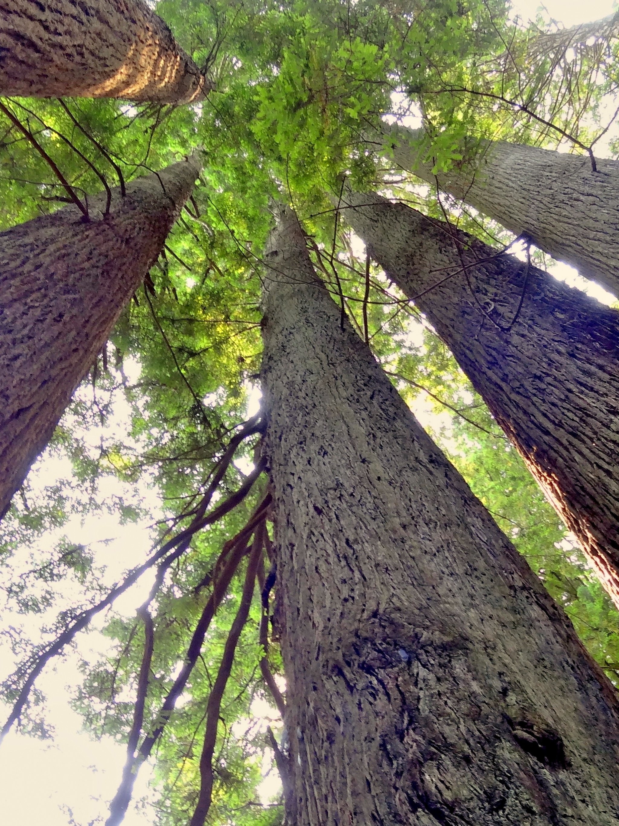 Redwood Trees Wallpaper, Android & Desktop Background
