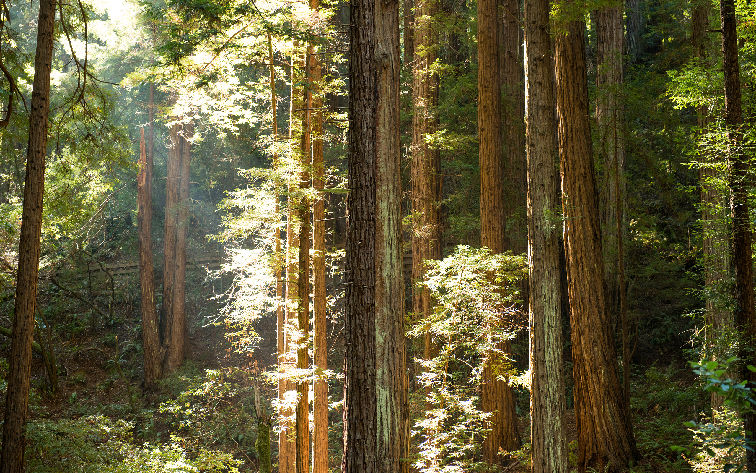Yosemite Sunlight Redwood forest trees sunbeam light leaves wallpaperx1600
