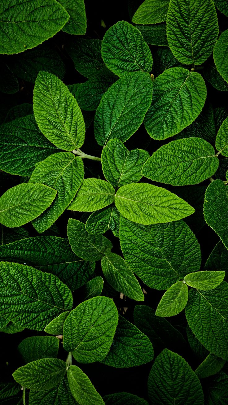Leaves, macro, bright and green wallpaper. Green nature wallpaper, Green wallpaper, Nature wallpaper