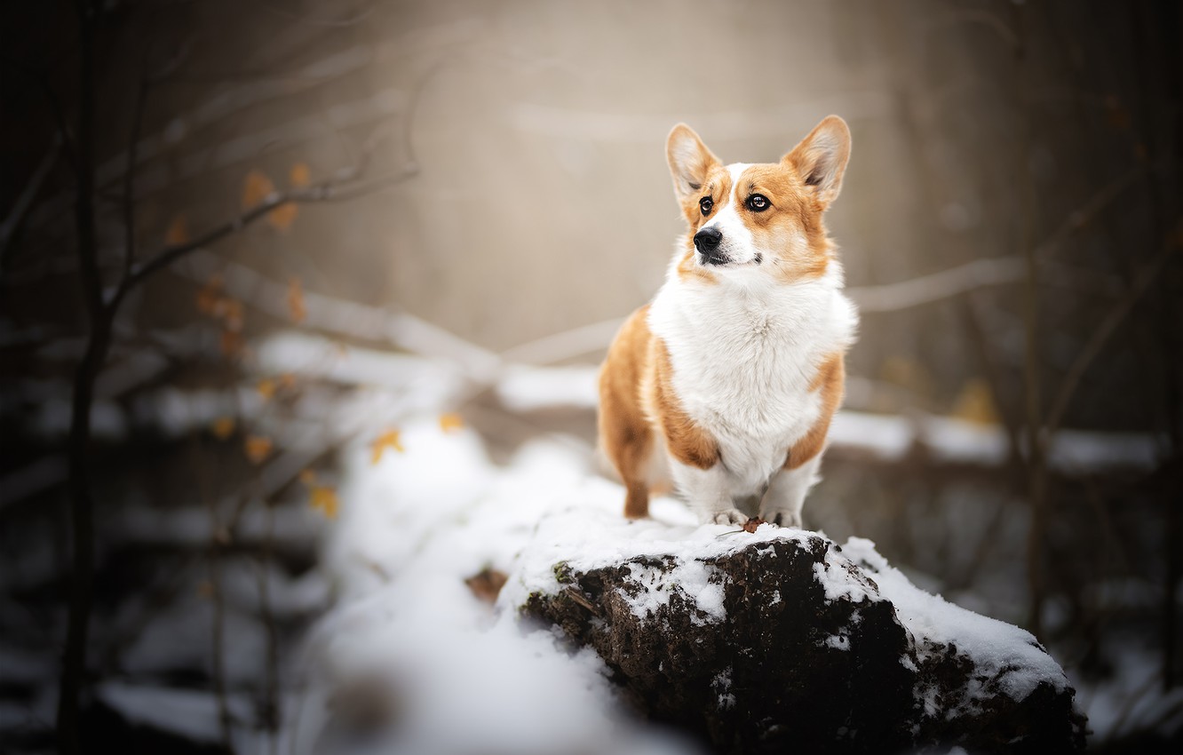 Wallpaper snow, dog, Welsh Corgi image for desktop, section собаки