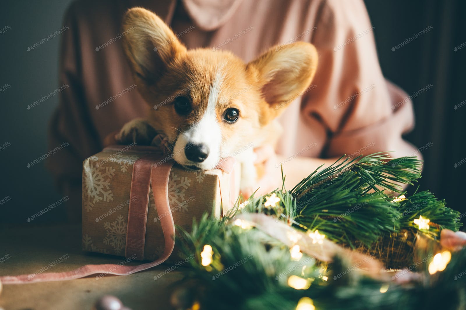 New Year dog, Corgi Puppy with christmas present. photo by korneevamaha on Envato Elements