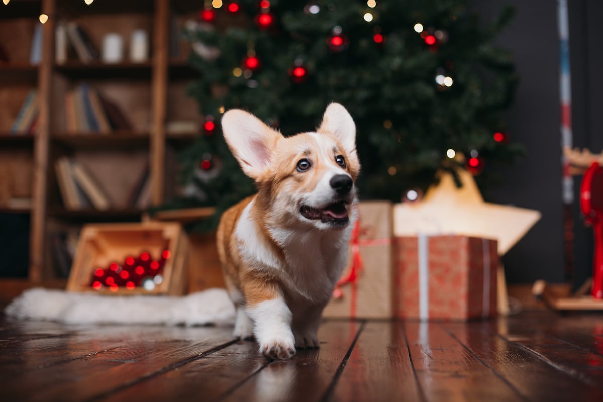 Pet Safety Tips For The Holidays