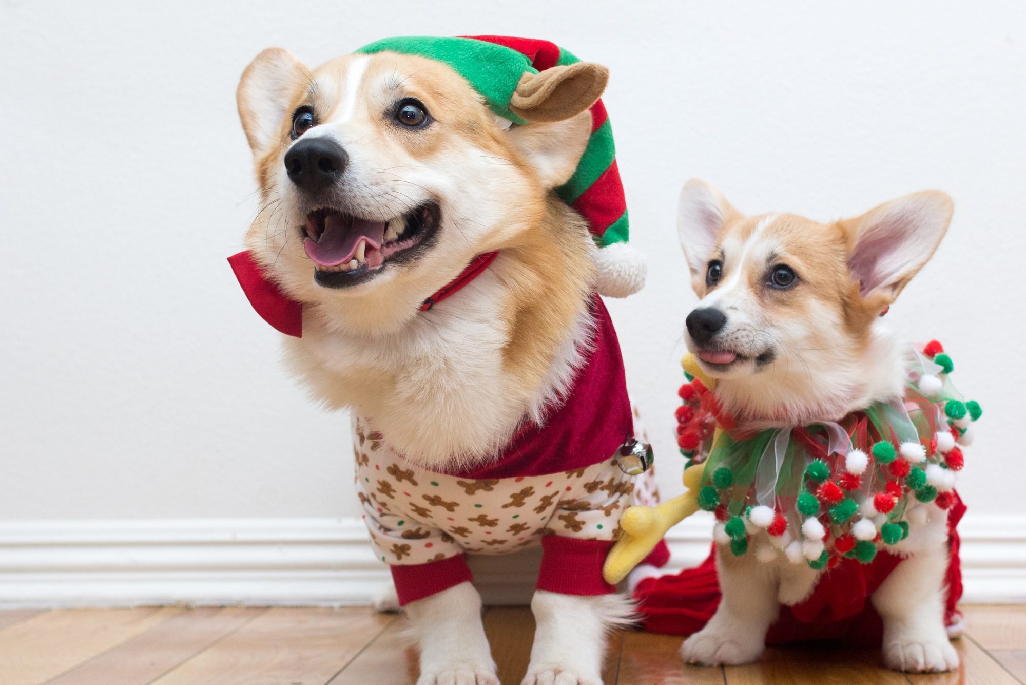 of the Cutest Corgi Picture. Reader's Digest