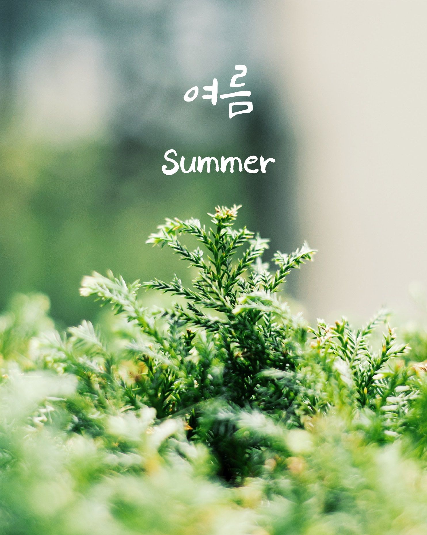 Korean Beyond The Sense