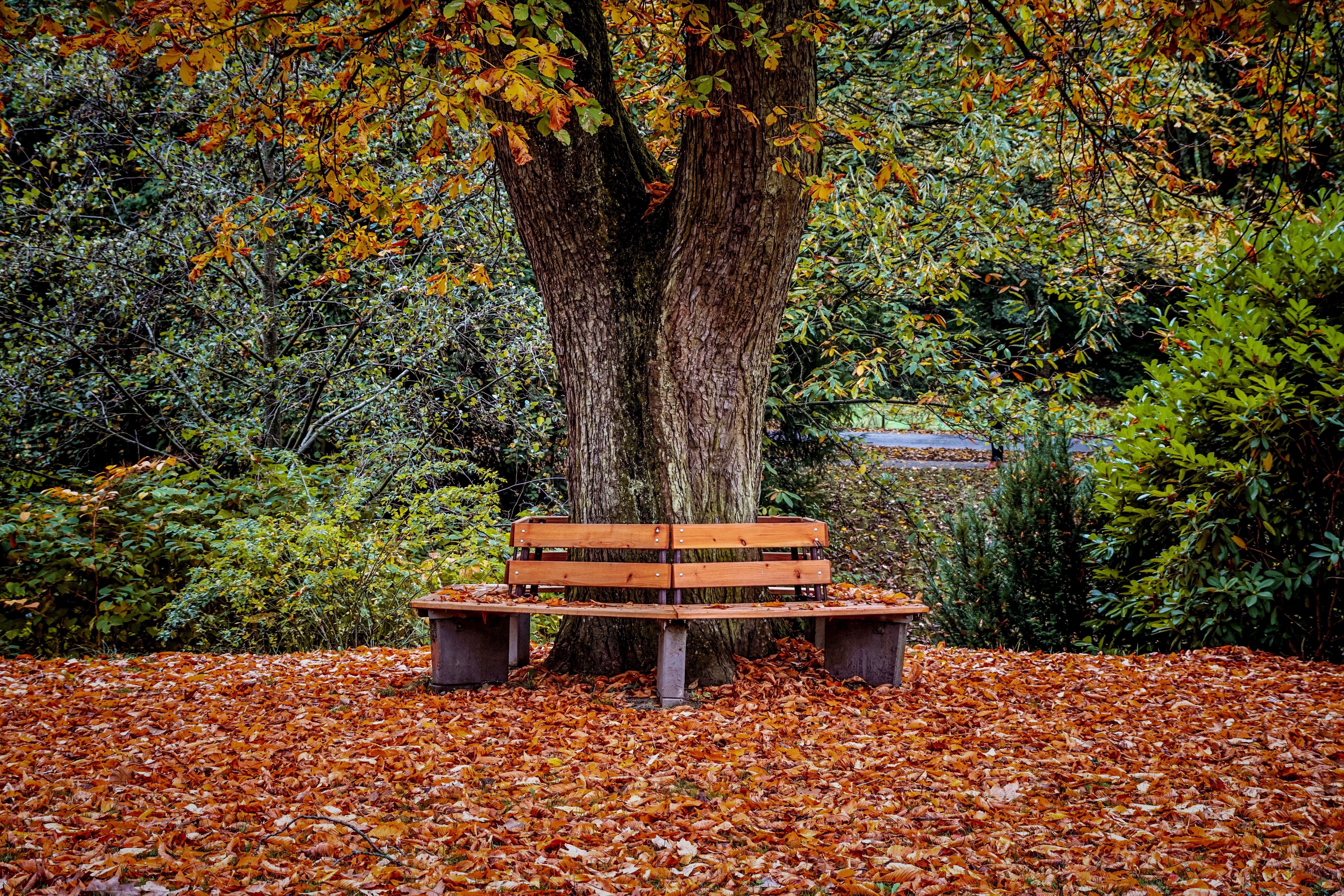 Best Park Bench Photo · 100% Free Downloads