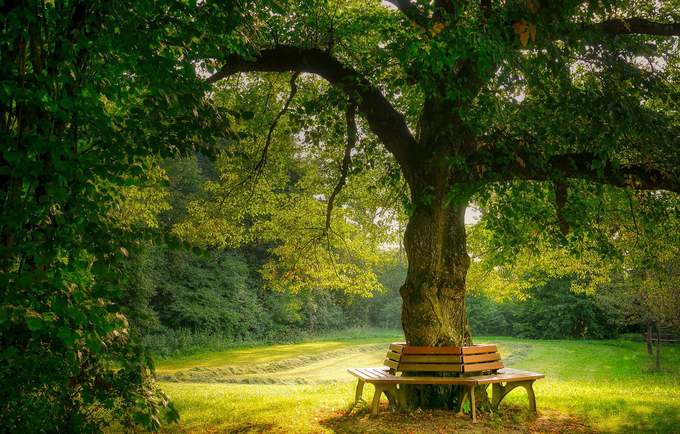 Wallpaper summer, nature, tree, garden, benches image for desktop, section природа