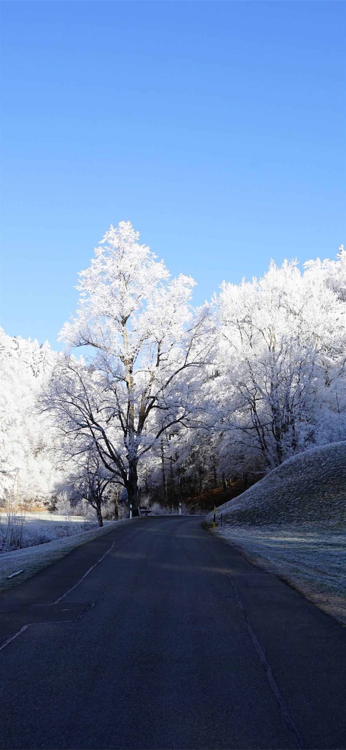 hill frost road trees 8k iPhone X Wallpaper Free Download