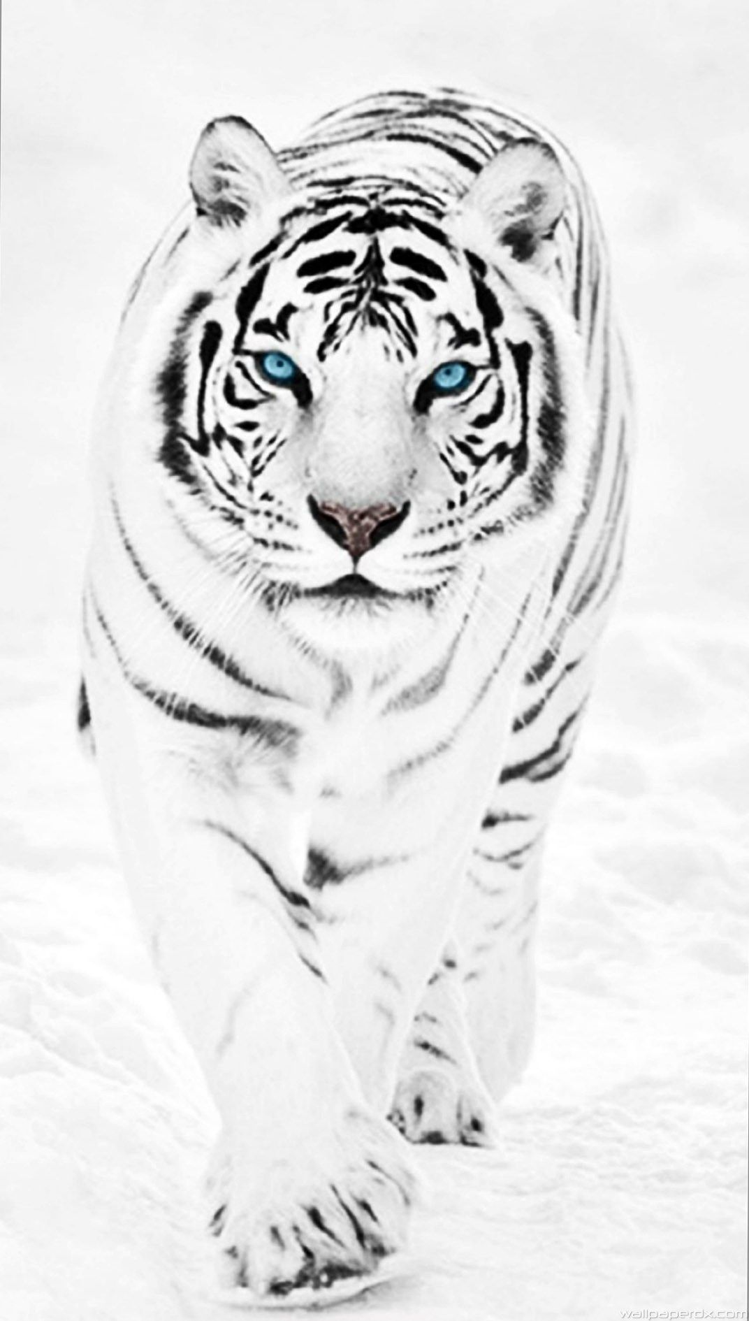 White Tiger iPhone Wallpaper