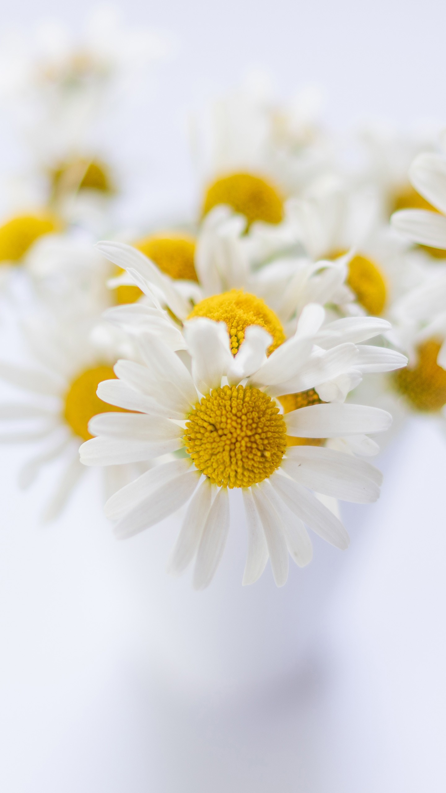 White Flower 4K 8K HD Wallpaper