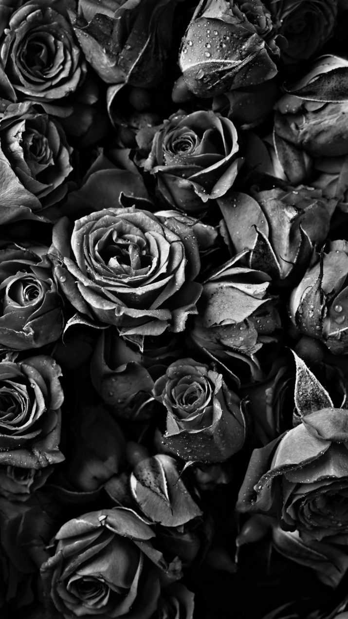 HDR Black Roses Wallpaper