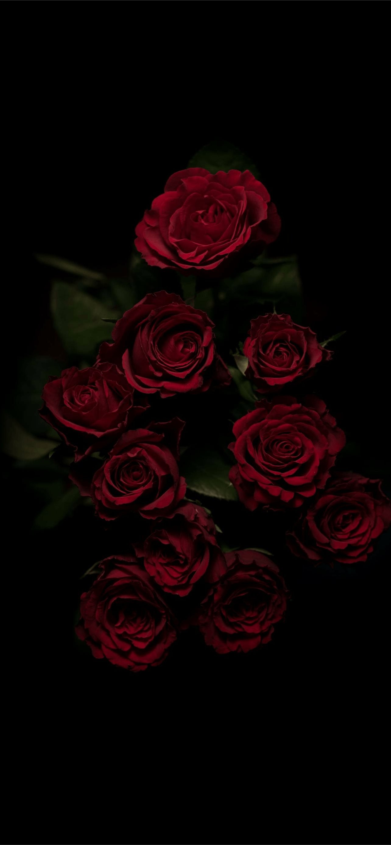 Best Roses iPhone HD Wallpaper